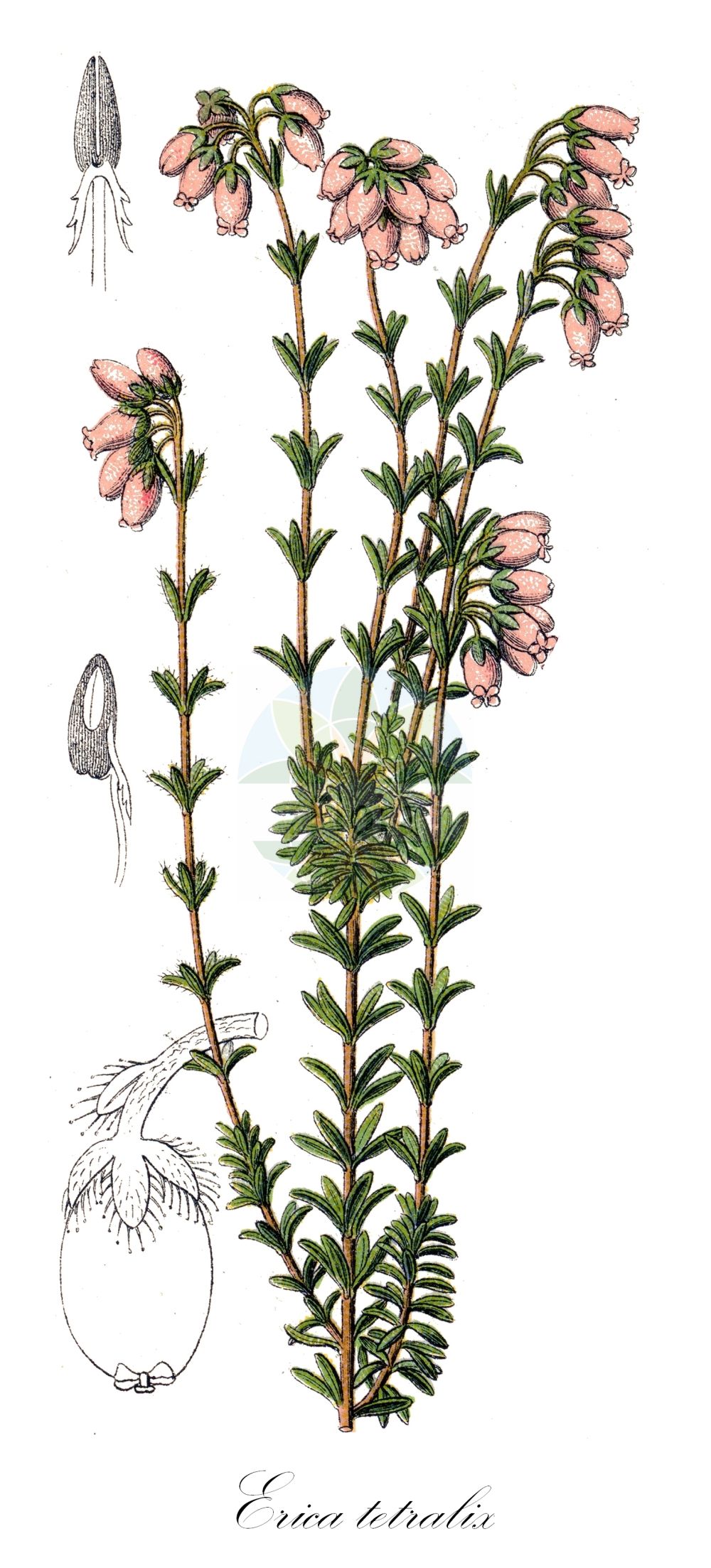 Historische Abbildung von Erica tetralix (Glocken-Heide - Cross-leaved Heath). Das Bild zeigt Blatt, Bluete, Frucht und Same. ---- Historical Drawing of Erica tetralix (Glocken-Heide - Cross-leaved Heath). The image is showing leaf, flower, fruit and seed.(Erica tetralix,Glocken-Heide,Cross-leaved Heath,Erica tetralix,Glocken-Heide,Moor-Glockenheide,Cross-leaved Heath,Bog Heather,Crossleaf Heath,Erica,Heide,Heath,Ericaceae,Heidekrautgewächse,Heath family,Blatt,Bluete,Frucht,Same,leaf,flower,fruit,seed,Sturm (1796f))