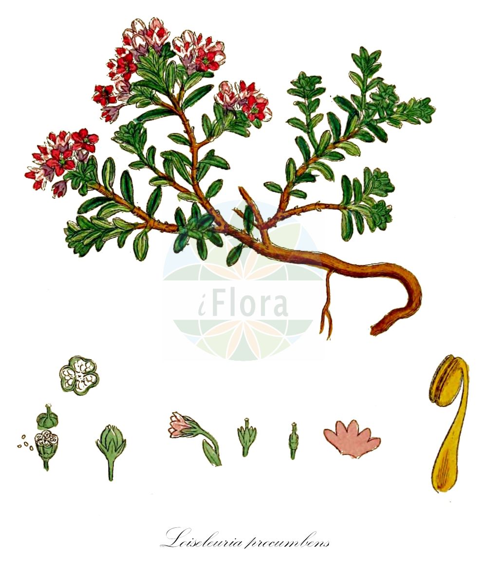 Historische Abbildung von Loiseleuria procumbens (Alpenazalee - Trailing Azalea). Das Bild zeigt Blatt, Bluete, Frucht und Same. ---- Historical Drawing of Loiseleuria procumbens (Alpenazalee - Trailing Azalea). The image is showing leaf, flower, fruit and seed.(Loiseleuria procumbens,Alpenazalee,Trailing Azalea,Azalea procumbens,Loiseleuria procumbens,Alpenazalee,Trailing Azalea,Alpine Azalea,Creeping Azalea,Mountain Azalea,Wild Azalea,Loiseleuria,Alpenazalee,Ericaceae,Heidekrautgewächse,Heath family,Blatt,Bluete,Frucht,Same,leaf,flower,fruit,seed,Sowerby (1790-1813))