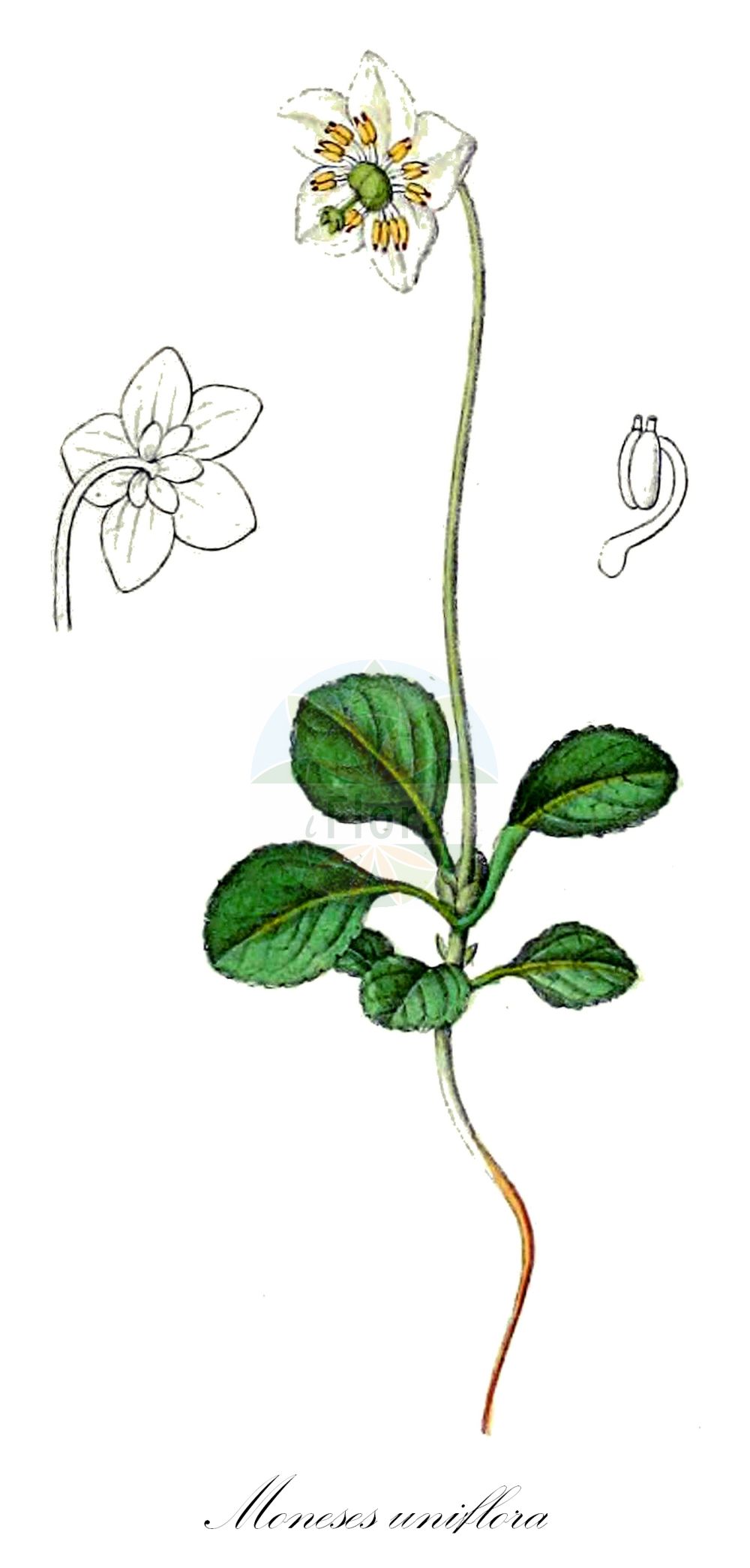 Historische Abbildung von Moneses uniflora (Einblütiges Wintergrün - One-flowered Wintergreen). Das Bild zeigt Blatt, Bluete, Frucht und Same. ---- Historical Drawing of Moneses uniflora (Einblütiges Wintergrün - One-flowered Wintergreen). The image is showing leaf, flower, fruit and seed.(Moneses uniflora,Einblütiges Wintergrün,One-flowered Wintergreen,Moneses grandiflora,Moneses uniflora,Pyrola uniflora,Einbluetiges Wintergruen,Moosauge,One-flowered Wintergreen,Single Delight,Moneses,Wintergrün,Single Delight,Ericaceae,Heidekrautgewächse,Heath family,Blatt,Bluete,Frucht,Same,leaf,flower,fruit,seed,Dietrich (1833-1844))