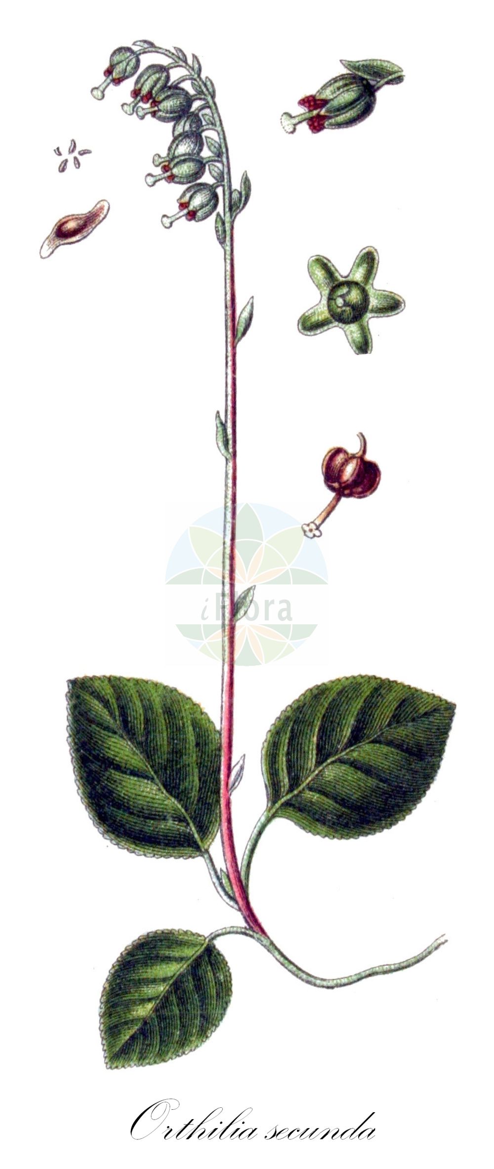 Historische Abbildung von Orthilia secunda (Birngrün - Serrated Wintergreen). Das Bild zeigt Blatt, Bluete, Frucht und Same. ---- Historical Drawing of Orthilia secunda (Birngrün - Serrated Wintergreen). The image is showing leaf, flower, fruit and seed.(Orthilia secunda,Birngrün,Serrated Wintergreen,Actinocyclus secundus,Orthilia secunda,Pyrola secunda,Ramischia secunda,Birngruen,Einseitswendiges Wintergruen,Serrated Wintergreen,Nodding Wintergreen,Sidebells Wintergreen,Toothed Wintergreen,Orthilia,Birngrün,Ericaceae,Heidekrautgewächse,Heath family,Blatt,Bluete,Frucht,Same,leaf,flower,fruit,seed,Sturm (1796f))