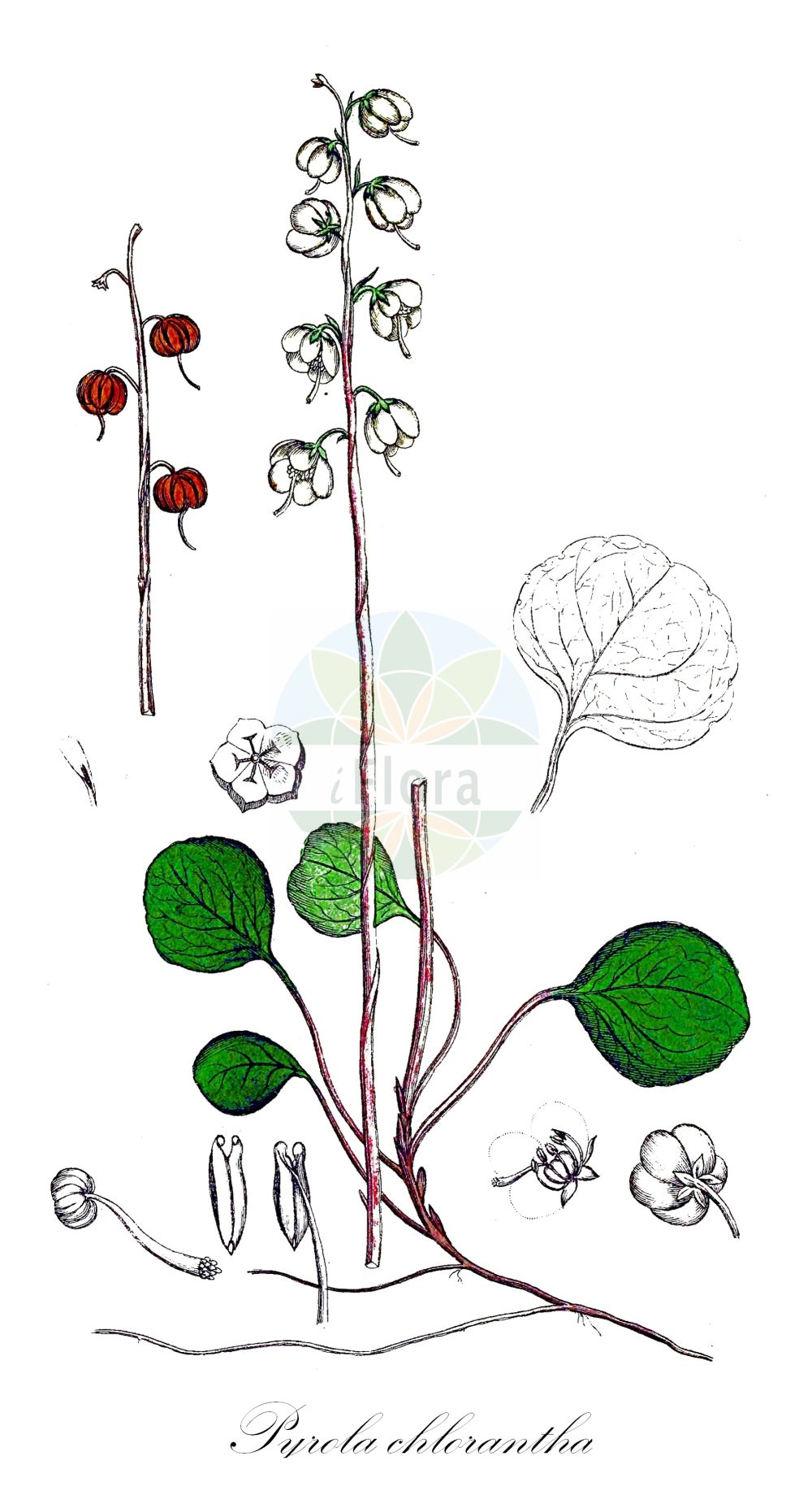 Historische Abbildung von Pyrola chlorantha (Grünliches Wintergrün - Green-flowered Wintergreen). Das Bild zeigt Blatt, Bluete, Frucht und Same. ---- Historical Drawing of Pyrola chlorantha (Grünliches Wintergrün - Green-flowered Wintergreen). The image is showing leaf, flower, fruit and seed.(Pyrola chlorantha,Grünliches Wintergrün,Green-flowered Wintergreen,Pyrola chlorantha,Pyrola virens,Gruenliches Wintergruen,Green-flowered Wintergreen,Pale-green Wintergreen,Pyrola,Wintergrün,Wintergreen,Ericaceae,Heidekrautgewächse,Heath family,Blatt,Bluete,Frucht,Same,leaf,flower,fruit,seed,Svensk Botanik (Svensk Botanik))
