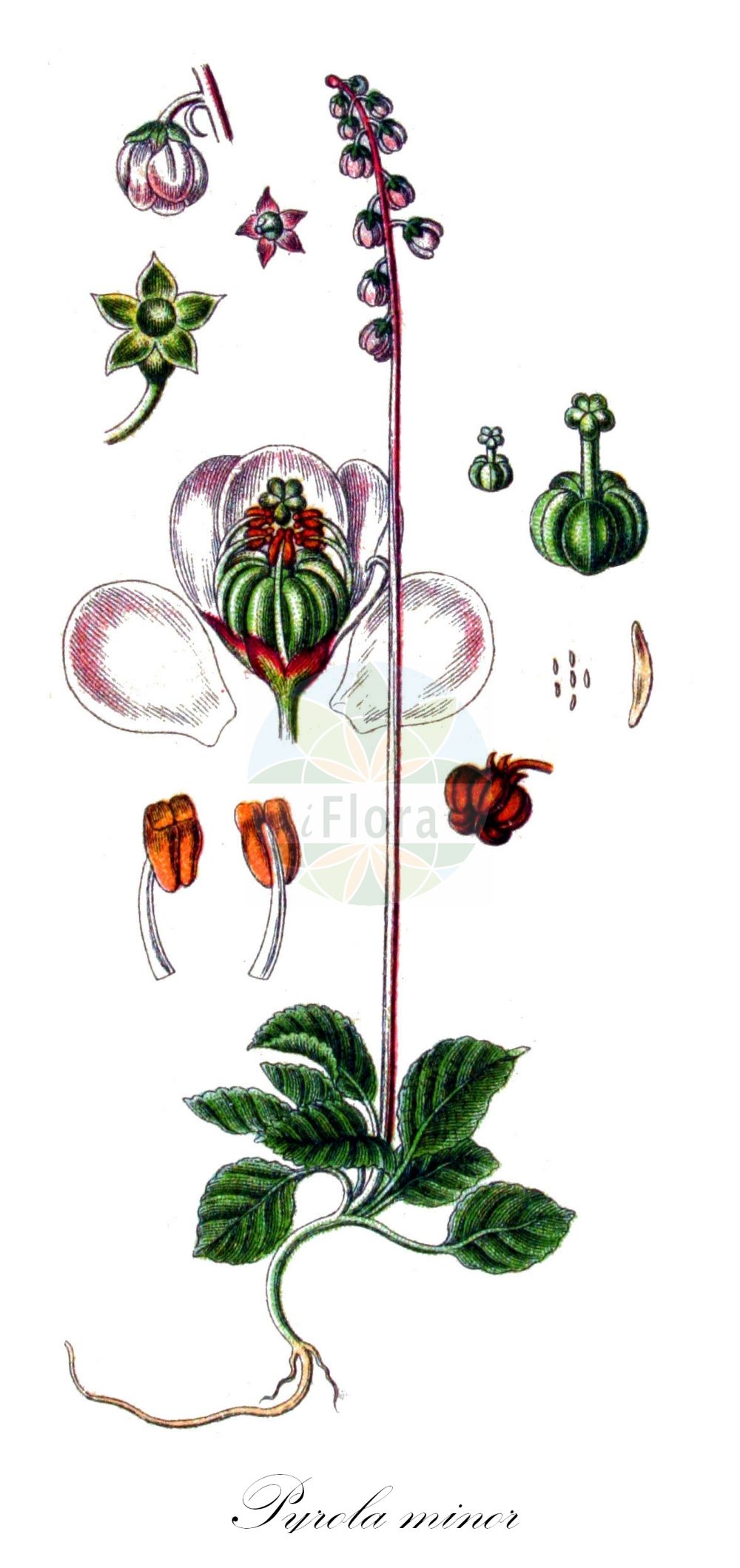 Historische Abbildung von Pyrola minor (Kleines Wintergrün - Common Wintergreen). Das Bild zeigt Blatt, Bluete, Frucht und Same. ---- Historical Drawing of Pyrola minor (Kleines Wintergrün - Common Wintergreen). The image is showing leaf, flower, fruit and seed.(Pyrola minor,Kleines Wintergrün,Common Wintergreen,Pyrola minor,Kleines Wintergruen,Common Wintergreen,Snowline Wintergreen,Lesser Wintergreen,Small Wintergreen,Wintergreen,Pyrola,Wintergrün,Wintergreen,Ericaceae,Heidekrautgewächse,Heath family,Blatt,Bluete,Frucht,Same,leaf,flower,fruit,seed,Sturm (1796f))