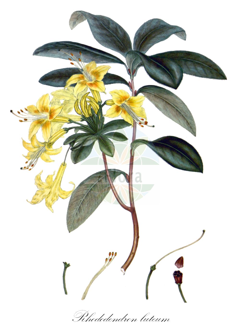 Historische Abbildung von Rhododendron luteum (Yellow Azalea). Das Bild zeigt Blatt, Bluete, Frucht und Same. ---- Historical Drawing of Rhododendron luteum (Yellow Azalea). The image is showing leaf, flower, fruit and seed.(Rhododendron luteum,Yellow Azalea,Azalea pontica,Rhododendron flavum,Rhododendron luteum,Rhododendron,Alpenrose,Ericaceae,Heidekrautgewächse,Heath family,Blatt,Bluete,Frucht,Same,leaf,flower,fruit,seed,Andrews (1802-1809))