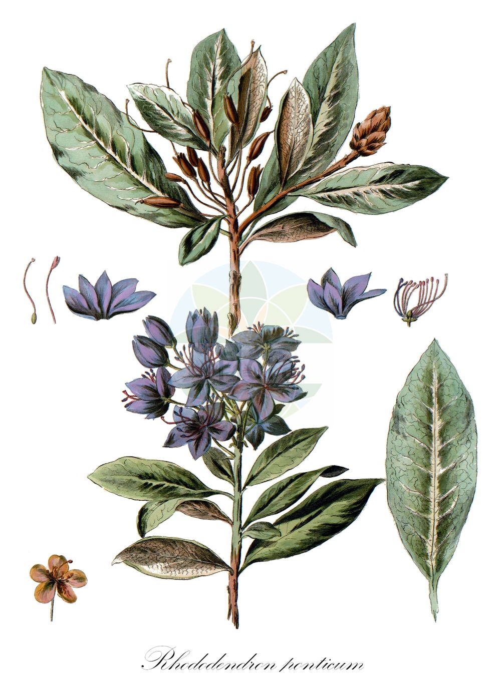 Historische Abbildung von Rhododendron ponticum (Rhododendron). Das Bild zeigt Blatt, Bluete, Frucht und Same. ---- Historical Drawing of Rhododendron ponticum (Rhododendron). The image is showing leaf, flower, fruit and seed.(Rhododendron ponticum,Rhododendron,Rhododendron ponticum,Rhododendron,Alpenrose,Ericaceae,Heidekrautgewächse,Heath family,Blatt,Bluete,Frucht,Same,leaf,flower,fruit,seed,Pallas (1784-1788))