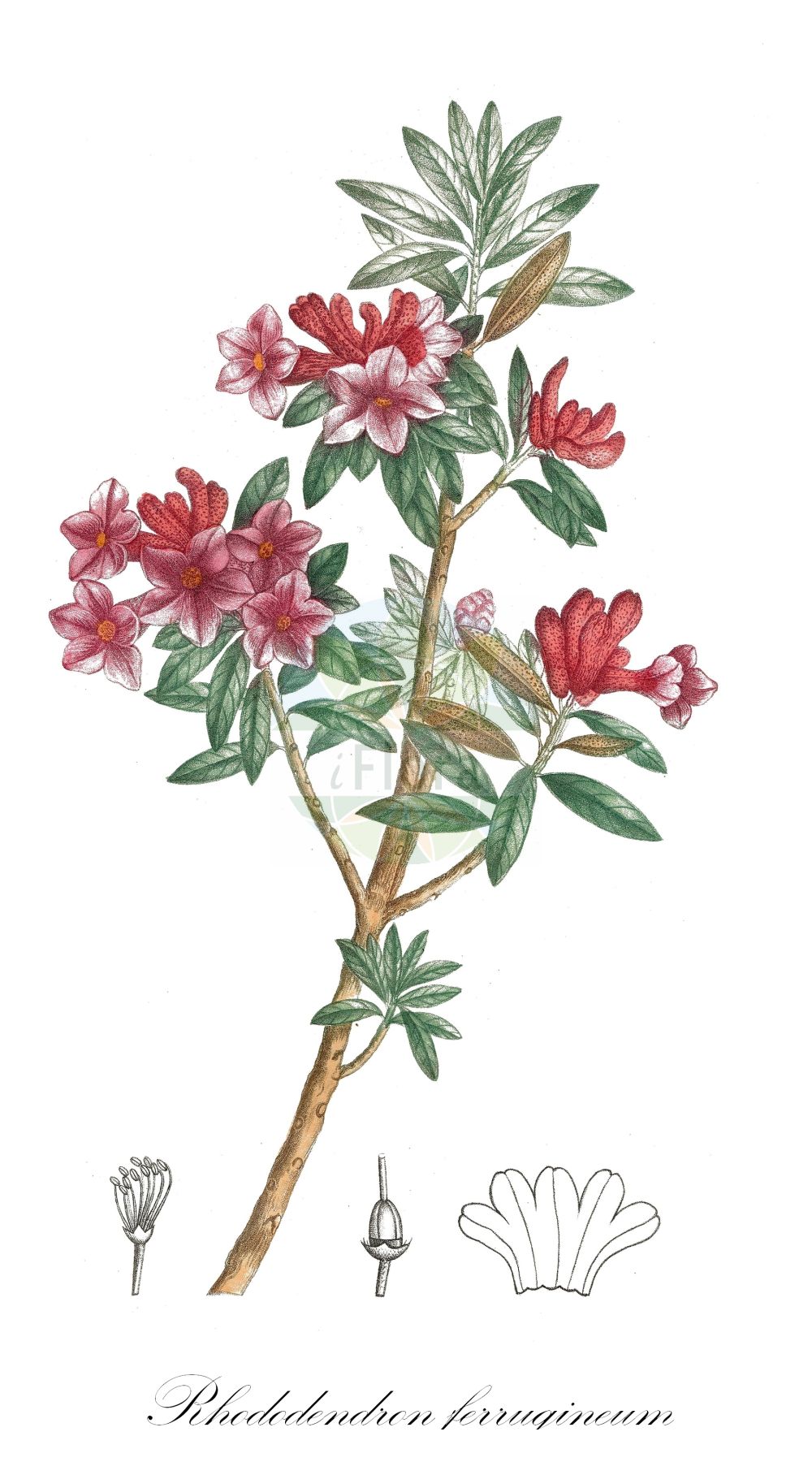 Historische Abbildung von Rhododendron ferrugineum (Rostblättrige Alpenrose - Alpenrose). Das Bild zeigt Blatt, Bluete, Frucht und Same. ---- Historical Drawing of Rhododendron ferrugineum (Rostblättrige Alpenrose - Alpenrose). The image is showing leaf, flower, fruit and seed.(Rhododendron ferrugineum,Rostblättrige Alpenrose,Alpenrose,Rhododendron ferrugineum,Rostblaettrige Alpenrose,Alpenrose,Alpine Rose,Rusty-leaved Alpenrose,Snow-rose,Rock Rhododendron,Rusty-leaved Rose Bay,Rhododendron,Alpenrose,Ericaceae,Heidekrautgewächse,Heath family,Blatt,Bluete,Frucht,Same,leaf,flower,fruit,seed,de Saint-Hilaire (1828-1833))