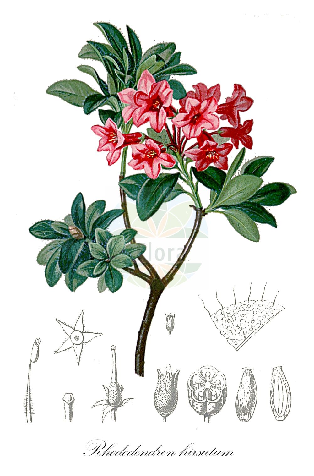 Historische Abbildung von Rhododendron hirsutum (Bewimperte Alpenrose - Hairy Alpenrose). ---- Historical Drawing of Rhododendron hirsutum (Bewimperte Alpenrose - Hairy Alpenrose).(Rhododendron hirsutum,Bewimperte Alpenrose,Hairy Alpenrose,Rhododendron hirsutum,Bewimperte Alpenrose,Raublaettrige Alpenrose,Hairy Alpenrose,Garland Rhododendron,Hairy Rhododendron,Rhododendron,Alpenrose,Ericaceae,Heidekrautgewächse,Heath family,Hartinger & von Dalla Torre (1806f))