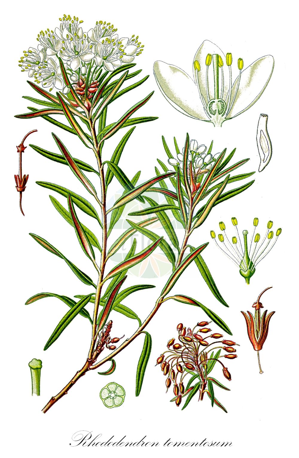 Historische Abbildung von Rhododendron tomentosum (Sumpf-Porst - Labrador Tea). Das Bild zeigt Blatt, Bluete, Frucht und Same. ---- Historical Drawing of Rhododendron tomentosum (Sumpf-Porst - Labrador Tea). The image is showing leaf, flower, fruit and seed.(Rhododendron tomentosum,Sumpf-Porst,Labrador Tea,Ledum decumbens,Ledum palustre,Rhododendron tomentosum,Sumpf-Porst,Mottenkraut,Wanzenkraut,Labrador Tea,Dutch Myrtle,Marsh Labrador Tea,Wild Rosemary,Rhododendron,Alpenrose,Ericaceae,Heidekrautgewächse,Heath family,Blatt,Bluete,Frucht,Same,leaf,flower,fruit,seed,Thomé (1885))