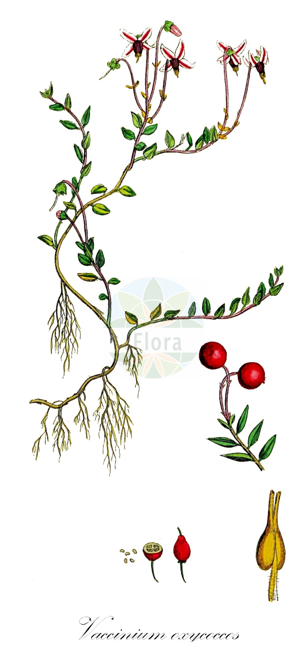 Historische Abbildung von Vaccinium oxycoccos (Gewöhnliche Moosbeere - Cranberry). Das Bild zeigt Blatt, Bluete, Frucht und Same. ---- Historical Drawing of Vaccinium oxycoccos (Gewöhnliche Moosbeere - Cranberry). The image is showing leaf, flower, fruit and seed.(Vaccinium oxycoccos,Gewöhnliche Moosbeere,Cranberry,Oxycoccus palustris,Oxycoccus quadripetalus,Vaccinium oxycoccos,Gewoehnliche Moosbeere,Cranberry,European Cranberry,Mossberry,Small Cranberry,Vaccinium,Heidelbeere,Blueberry,Ericaceae,Heidekrautgewächse,Heath family,Blatt,Bluete,Frucht,Same,leaf,flower,fruit,seed,Sowerby (1790-1813))