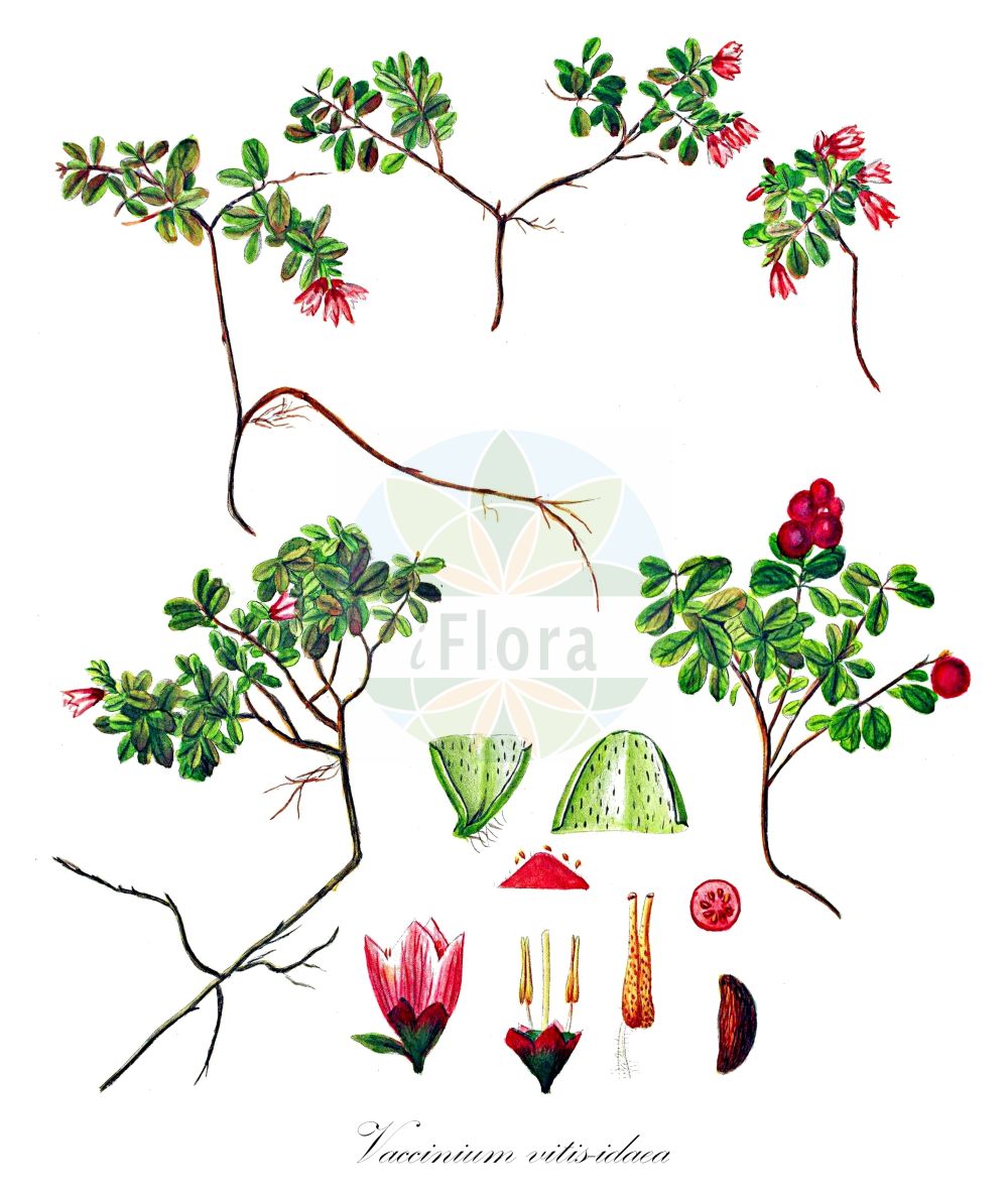 Historische Abbildung von Vaccinium vitis-idaea (Preiselbeere - Cowberry). Das Bild zeigt Blatt, Bluete, Frucht und Same. ---- Historical Drawing of Vaccinium vitis-idaea (Preiselbeere - Cowberry). The image is showing leaf, flower, fruit and seed.(Vaccinium vitis-idaea,Preiselbeere,Cowberry,Rhodococcum vitis-idaea,Vaccinium punctatum,Vaccinium vitis-idaea,Preiselbeere,Kronsbeere,Cowberry,Lingonberry,Foxberry,Partridgeberry,Red Bilberry,Red Whortleberry,Vaccinium,Heidelbeere,Blueberry,Ericaceae,Heidekrautgewächse,Heath family,Blatt,Bluete,Frucht,Same,leaf,flower,fruit,seed,Oeder (1761-1883))