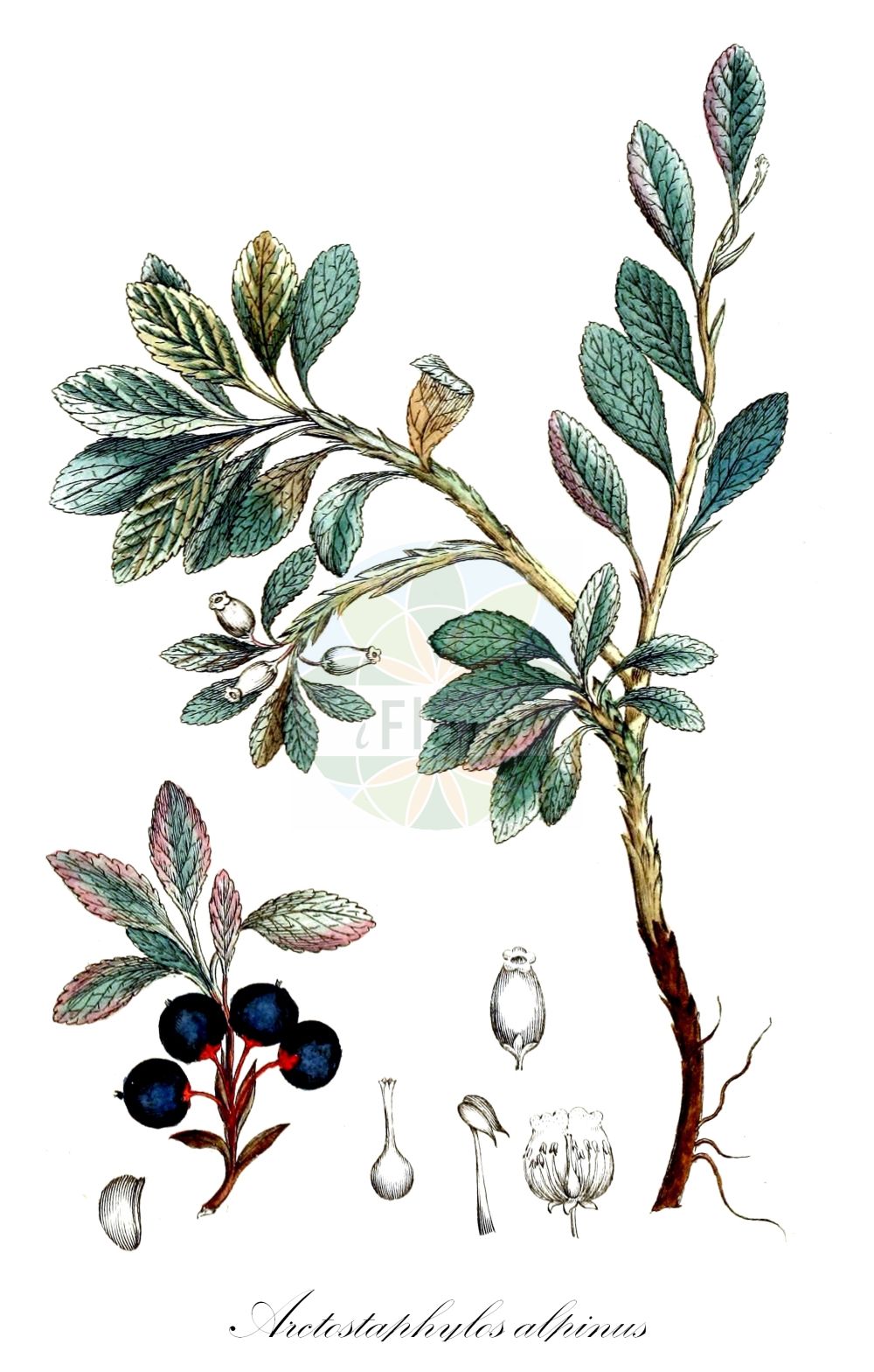 Historische Abbildung von Arctostaphylos alpinus (Alpen-Bärentraube - Arctic Bearberry). Das Bild zeigt Blatt, Bluete, Frucht und Same. ---- Historical Drawing of Arctostaphylos alpinus (Alpen-Bärentraube - Arctic Bearberry). The image is showing leaf, flower, fruit and seed.(Arctostaphylos alpinus,Alpen-Bärentraube,Arctic Bearberry,Arbutus alpina,Arctostaphylos alpinus,Arctous alpina,Alpen-Baerentraube,Arctic Bearberry,Alpine Bearberry,Alpine Ptarmigan Berry,Black Bearberry,Arctostaphylos,Bärentraube,Manzanita,Ericaceae,Heidekrautgewächse,Heath family,Blatt,Bluete,Frucht,Same,leaf,flower,fruit,seed,Svensk Botanik (Svensk Botanik))