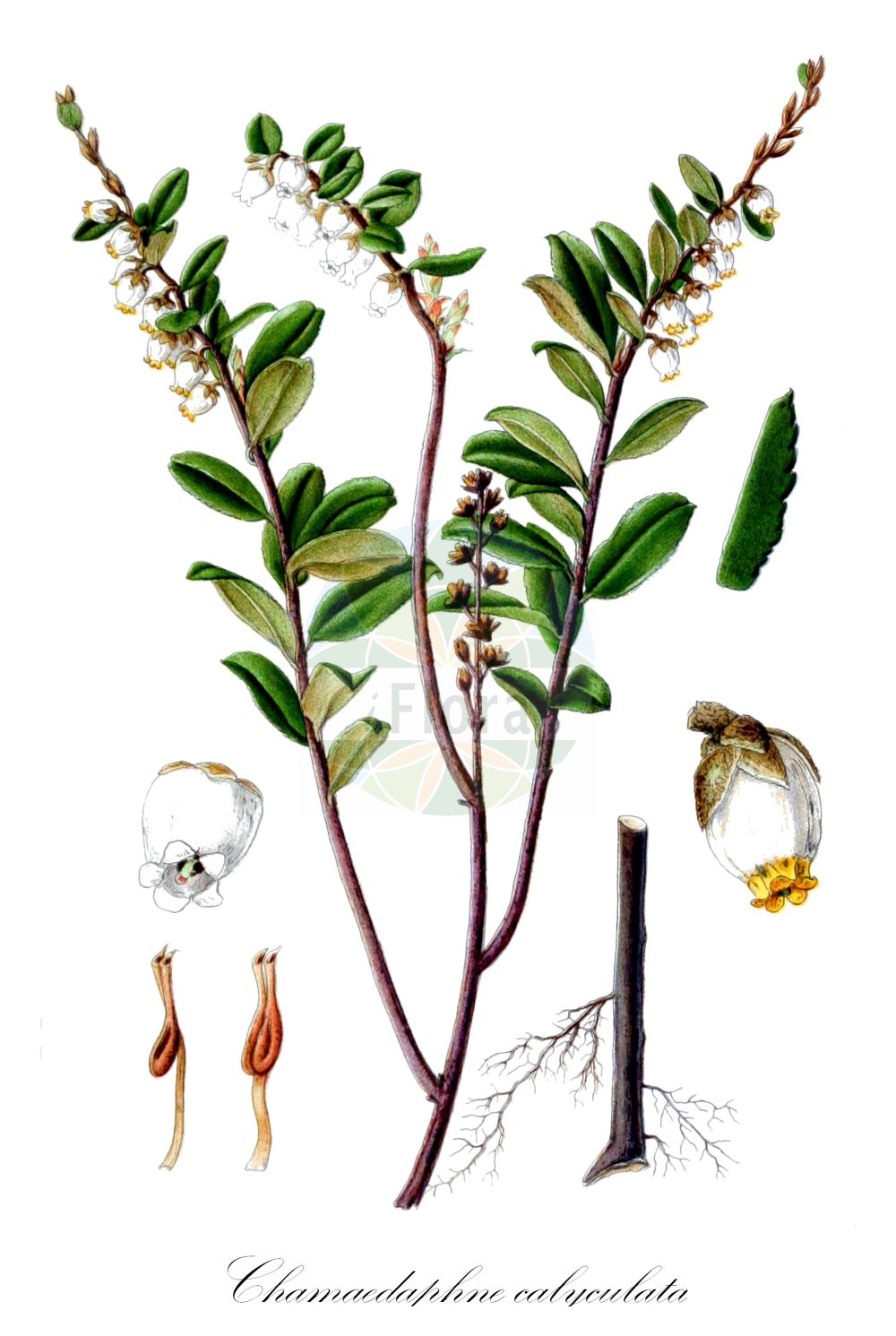 Historische Abbildung von Chamaedaphne calyculata (Torfgränke - Leather-leaf). Das Bild zeigt Blatt, Bluete, Frucht und Same. ---- Historical Drawing of Chamaedaphne calyculata (Torfgränke - Leather-leaf). The image is showing leaf, flower, fruit and seed.(Chamaedaphne calyculata,Torfgränke,Leather-leaf,Andromeda calyculata,Cassandra calyculata,Chamaedaphne calyculata,Torfgraenke,Leather-leaf,Chamaedaphne,Zwerglorbeer,Leatherleaf,Ericaceae,Heidekrautgewächse,Heath family,Blatt,Bluete,Frucht,Same,leaf,flower,fruit,seed,Lindman (1901-1905))