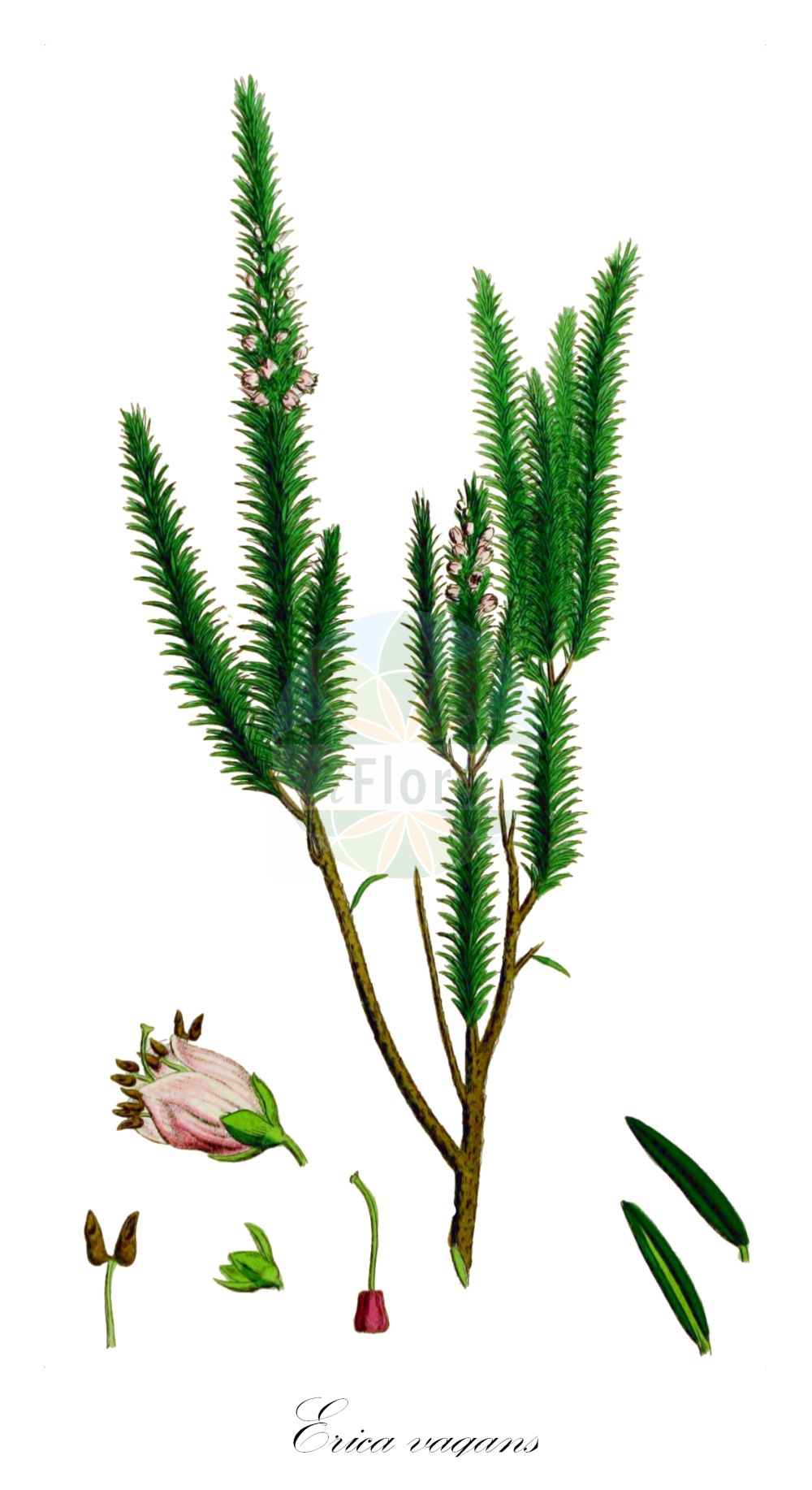 Historische Abbildung von Erica vagans (Cornish Heath). Das Bild zeigt Blatt, Bluete, Frucht und Same. ---- Historical Drawing of Erica vagans (Cornish Heath). The image is showing leaf, flower, fruit and seed.(Erica vagans,Cornish Heath,Erica vagans,Erica,Heide,Heath,Ericaceae,Heidekrautgewächse,Heath family,Blatt,Bluete,Frucht,Same,leaf,flower,fruit,seed,Sowerby (1790-1813))