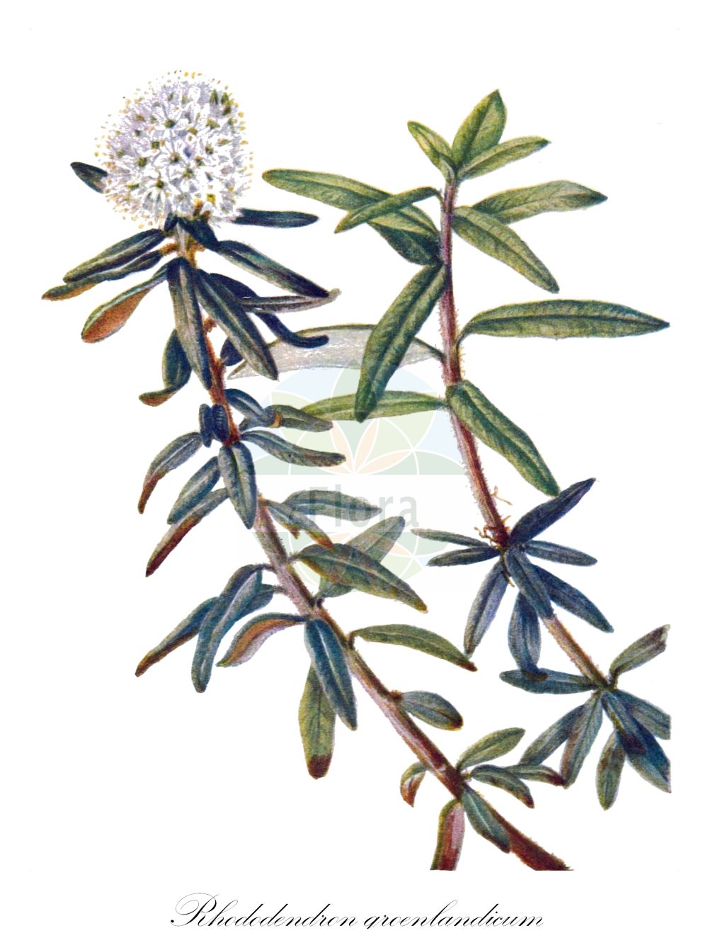 Historische Abbildung von Rhododendron groenlandicum (Grönländischer-Porst - Labrador Tea). Das Bild zeigt Blatt, Bluete, Frucht und Same. ---- Historical Drawing of Rhododendron groenlandicum (Grönländischer-Porst - Labrador Tea). The image is showing leaf, flower, fruit and seed.(Rhododendron groenlandicum,Grönländischer-Porst,Labrador Tea,Ledum groenlandicum,Rhododendron groenlandicum,Groenlaendischer-Porst,Labrador Tea,Bog Labrador Tea,Rhododendron,Alpenrose,Ericaceae,Heidekrautgewächse,Heath family,Blatt,Bluete,Frucht,Same,leaf,flower,fruit,seed,Walcott (1925-1927))