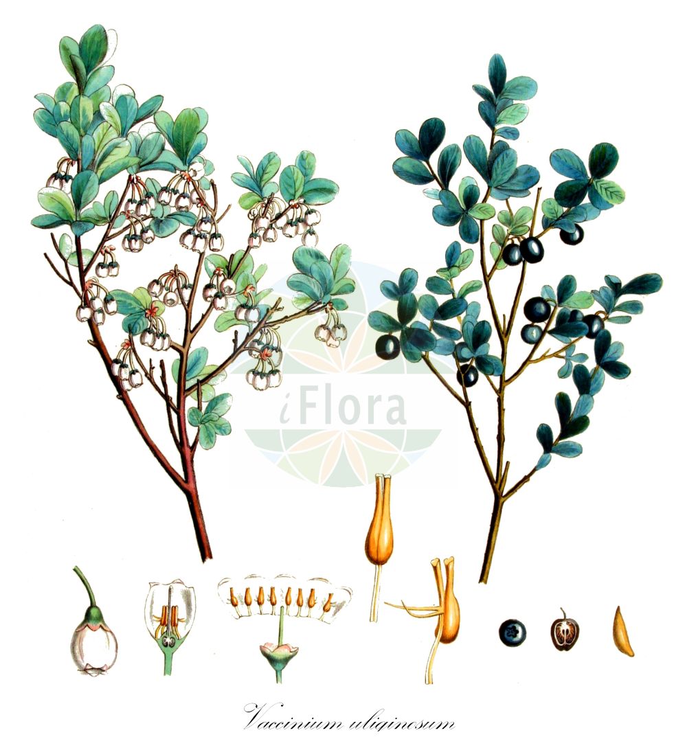Historische Abbildung von Vaccinium uliginosum (Rauschbeere - Bog Bilberry). Das Bild zeigt Blatt, Bluete, Frucht und Same. ---- Historical Drawing of Vaccinium uliginosum (Rauschbeere - Bog Bilberry). The image is showing leaf, flower, fruit and seed.(Vaccinium uliginosum,Rauschbeere,Bog Bilberry,Vaccinium gaultherioides,Vaccinium uliginosum,Vaccinium uliginosum var. microphyllum,Rauschbeere,Gaultheria-aehnliche Rauschbeere,Gebirgs-Moorbeere,Moorbeere,Moor-Heidelbeere,Sumpf-Heidelbeere,Trunkelbeere,Bog Bilberry,Alpine Blueberry,Bog Blueberry,Bog Whortleberry,Northern Bilberry,Vaccinium,Heidelbeere,Blueberry,Ericaceae,Heidekrautgewächse,Heath family,Blatt,Bluete,Frucht,Same,leaf,flower,fruit,seed,Kops (1800-1934))