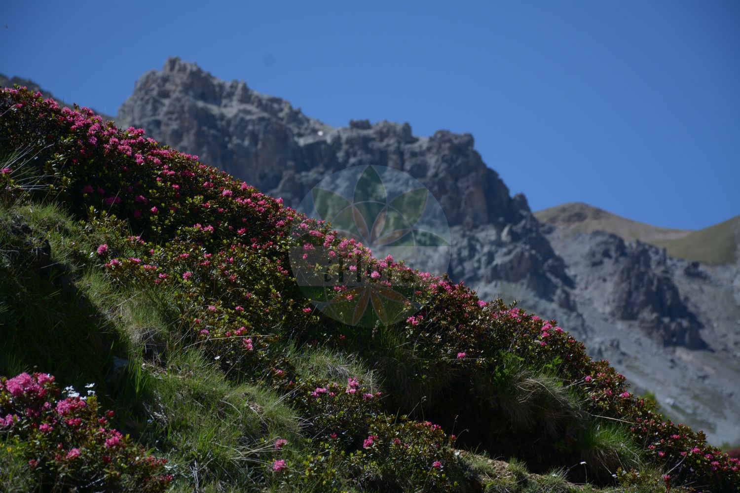 Foto von Rhododendron ferrugineum (Rostblättrige Alpenrose - Alpenrose). Das Bild zeigt Blatt und Bluete. Das Foto wurde in Stilfserjoch, Bormio, Lombardia, Italien, Alpen aufgenommen. ---- Photo of Rhododendron ferrugineum (Rostblättrige Alpenrose - Alpenrose). The image is showing leaf and flower. The picture was taken in Stilfserjoch, Bormio, Lombardia, Italy, Alps.(Rhododendron ferrugineum,Rostblättrige Alpenrose,Alpenrose,Rhododendron ferrugineum,Rostblaettrige Alpenrose,Alpenrose,Alpine Rose,Rusty-leaved Alpenrose,Snow-rose,Rock Rhododendron,Rusty-leaved Rose Bay,Rhododendron,Alpenrose,Ericaceae,Heidekrautgewächse,Heath family,Blatt,Bluete,leaf,flower)