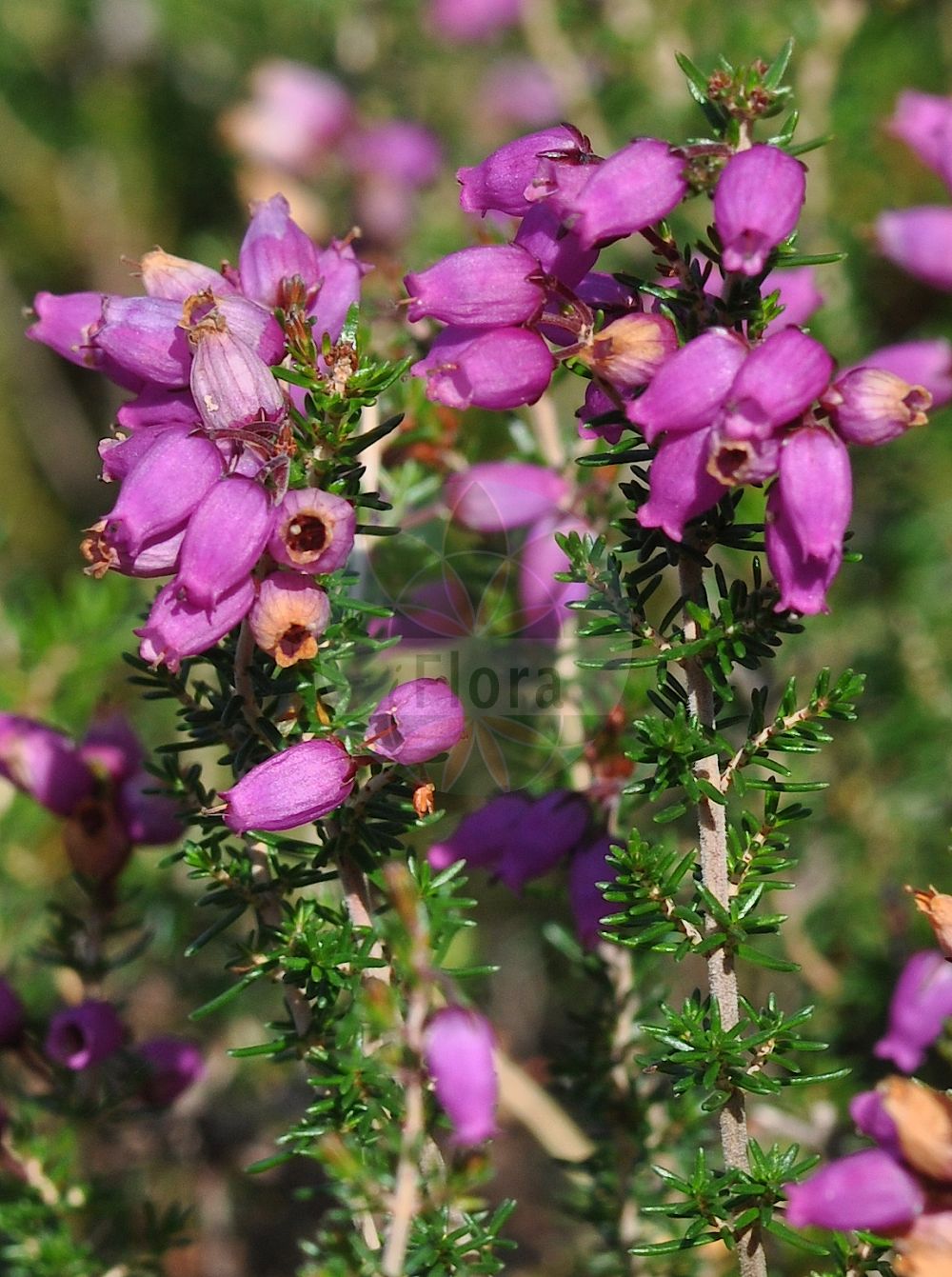 Foto von Erica cinerea (Graue Heide - Bell Heather). Das Foto wurde in Bayreuth, Bayern, Deutschland aufgenommen. ---- Photo of Erica cinerea (Graue Heide - Bell Heather). The picture was taken in Bayreuth, Bavaria, Germany.(Erica cinerea,Graue Heide,Bell Heather,Erica cinerea,Graue Heide,Aschgraue Heide,Grauheide,Bell Heather,Scotch Heath,Fine-leaved Heath,Twisted Heath,Erica,Heide,Heath,Ericaceae,Heidekrautgewächse,Heath family)