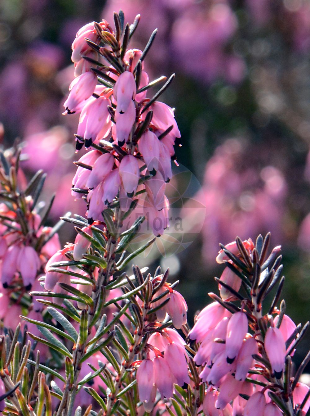 Foto von Erica carnea (Schnee-Heide - Winter Heath). Das Foto wurde in Mainz, Rheinland-Pfalz, Deutschland aufgenommen. ---- Photo of Erica carnea (Schnee-Heide - Winter Heath). The picture was taken in Mainz, Rhineland-Palatinate, Germany.(Erica carnea,Schnee-Heide,Winter Heath,Erica herbacea,Erica carnea,Schnee-Heide,Fruehlings-Heidekraut,Winter Heath,Snow Heath,Snow Heather,Winter Flowering Heather,Spring Heath,Erica,Heide,Heath,Ericaceae,Heidekrautgewächse,Heath family)