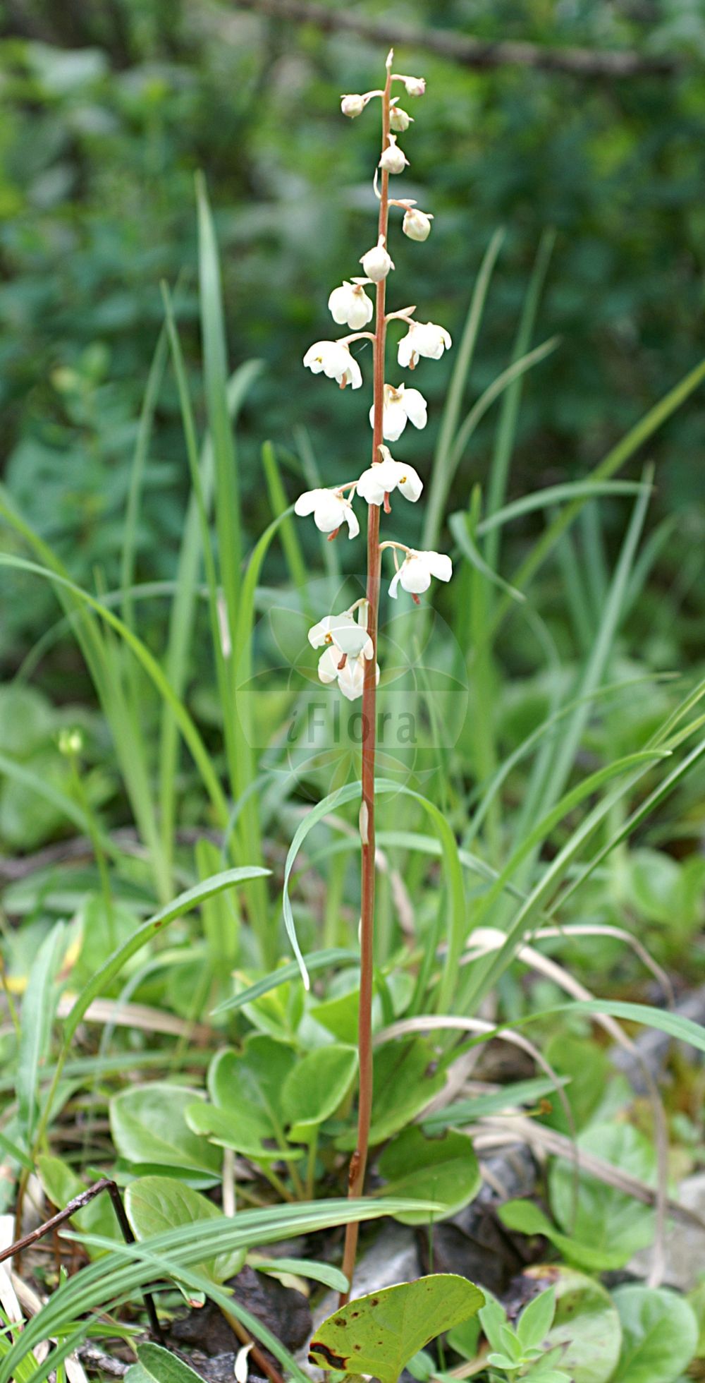 Foto von Pyrola rotundifolia (Rundblättriges Wintergrün - Round-leaved Wintergreen). Das Foto wurde in Kleinwalsertal, Mittelberg, Vorarlberg, Österreich, Alpen aufgenommen. ---- Photo of Pyrola rotundifolia (Rundblättriges Wintergrün - Round-leaved Wintergreen). The picture was taken in Kleinwalsertal, Mittelberg, Vorarlberg, Austria, Alps.(Pyrola rotundifolia,Rundblättriges Wintergrün,Round-leaved Wintergreen,Pyrola rotundifolia,Rundblaettriges Wintergruen,Round-leaved Wintergreen,Pyrola,Wintergrün,Wintergreen,Ericaceae,Heidekrautgewächse,Heath family)