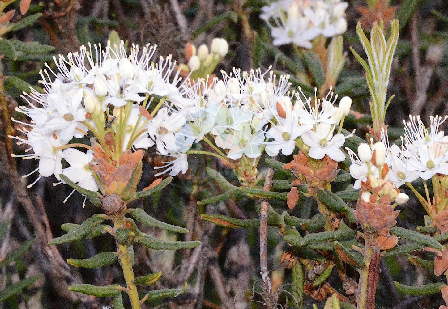 Foto von Rhododendron tomentosum (Sumpf-Porst - Labrador Tea). Das Foto wurde in Bonn, Nordrhein-Westfalen, Deutschland aufgenommen. ---- Photo of Rhododendron tomentosum (Sumpf-Porst - Labrador Tea). The picture was taken in Bonn, North Rhine-Westphalia, Germany.(Rhododendron tomentosum,Sumpf-Porst,Labrador Tea,Ledum decumbens,Ledum palustre,Rhododendron tomentosum,Sumpf-Porst,Mottenkraut,Wanzenkraut,Labrador Tea,Dutch Myrtle,Marsh Labrador Tea,Wild Rosemary,Rhododendron,Alpenrose,Ericaceae,Heidekrautgewächse,Heath family)