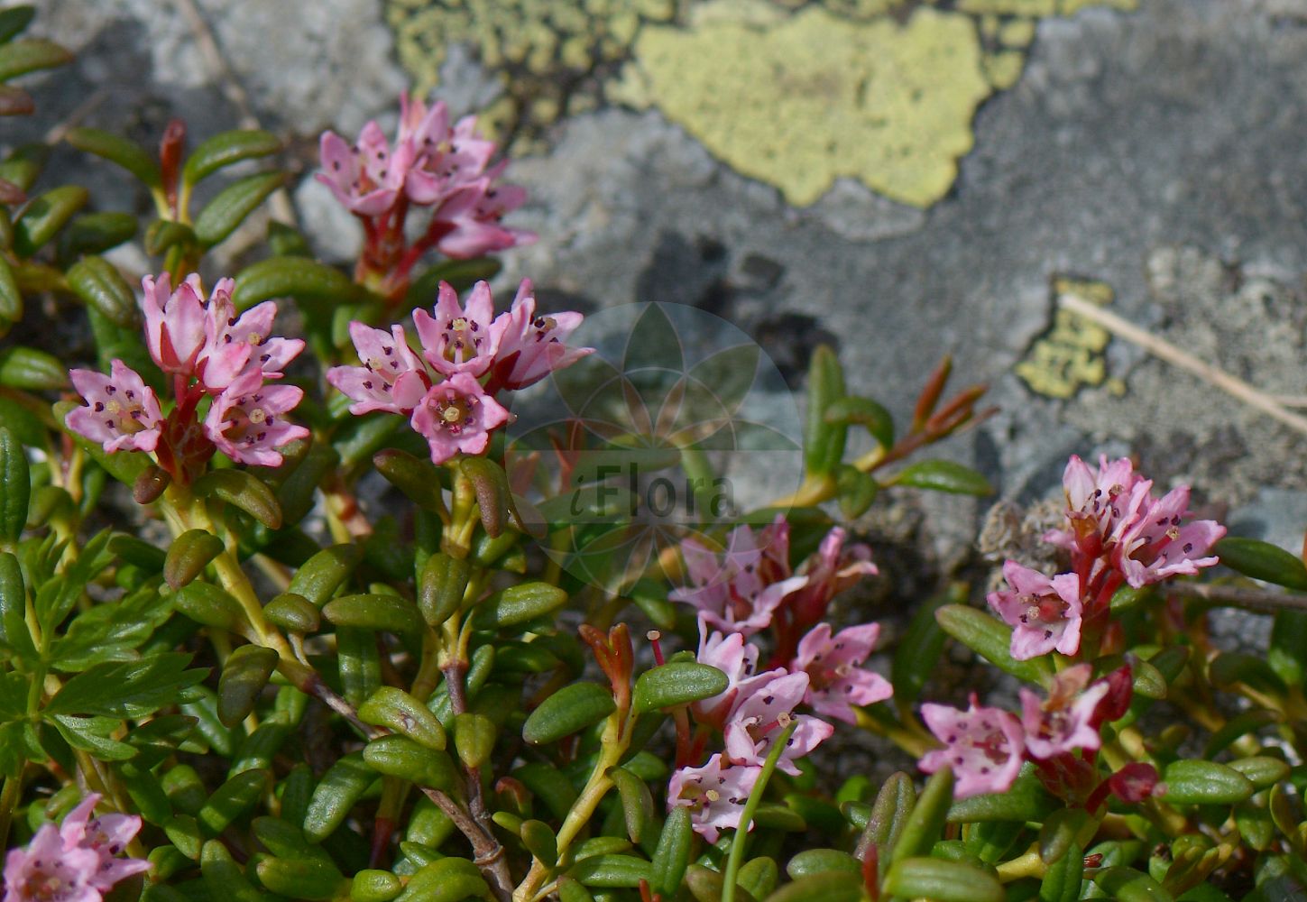 Foto von Loiseleuria procumbens (Alpenazalee - Trailing Azalea). Das Foto wurde in Vandans, Bludenz, Vorarlberg, Österreich, Alpen aufgenommen. ---- Photo of Loiseleuria procumbens (Alpenazalee - Trailing Azalea). The picture was taken in Vandans, Bludenz, Vorarlberg, Austria, Alps.(Loiseleuria procumbens,Alpenazalee,Trailing Azalea,Azalea procumbens,Loiseleuria procumbens,Alpenazalee,Trailing Azalea,Alpine Azalea,Creeping Azalea,Mountain Azalea,Wild Azalea,Loiseleuria,Alpenazalee,Ericaceae,Heidekrautgewächse,Heath family)