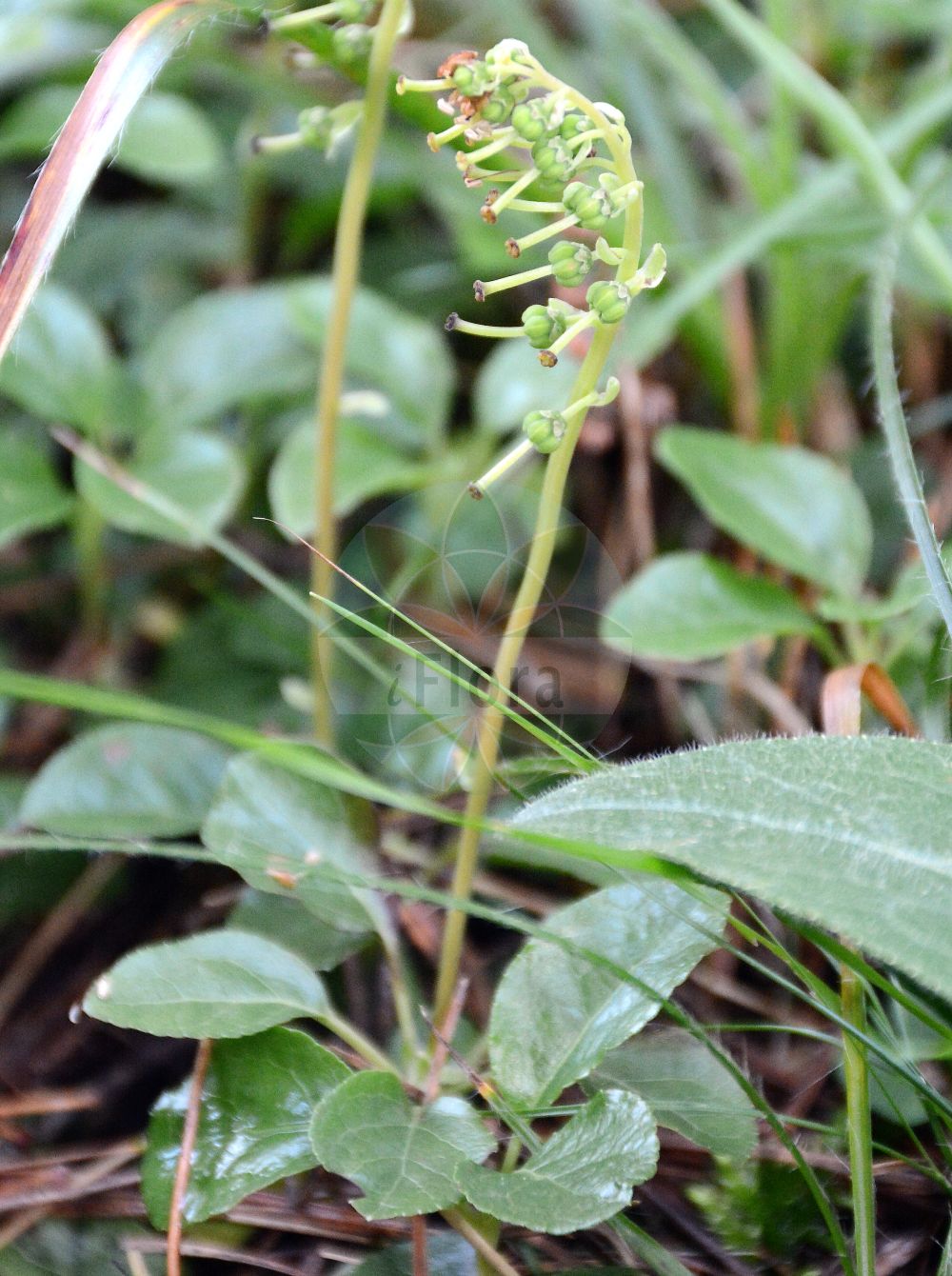 Foto von Orthilia secunda (Birngrün - Serrated Wintergreen). Das Foto wurde in Patscherkofel, Innsbruck, Tirol, Österreich aufgenommen. ---- Photo of Orthilia secunda (Birngrün - Serrated Wintergreen). The picture was taken in Patscherkofel, Innsbruck, Tyrol, Austria.(Orthilia secunda,Birngrün,Serrated Wintergreen,Actinocyclus secundus,Orthilia secunda,Pyrola secunda,Ramischia secunda,Birngruen,Einseitswendiges Wintergruen,Serrated Wintergreen,Nodding Wintergreen,Sidebells Wintergreen,Toothed Wintergreen,Orthilia,Birngrün,Ericaceae,Heidekrautgewächse,Heath family)