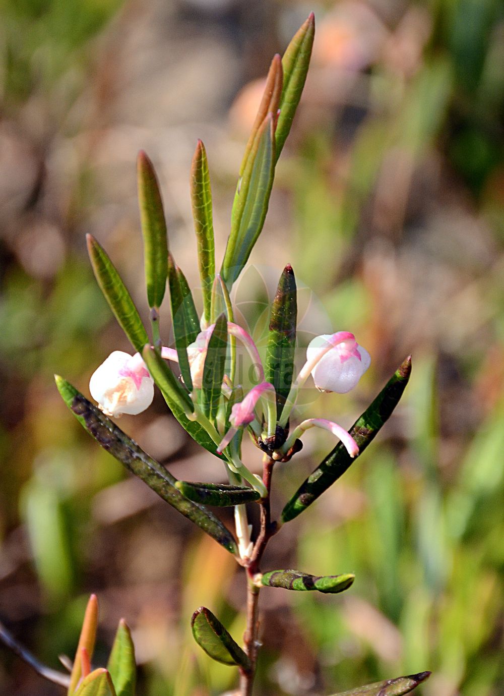 Foto von Andromeda polifolia (Poleiblättrige Rosmarinheide - Bog-rosemary). Das Foto wurde in Giessen, Hessen, Deutschland aufgenommen. ---- Photo of Andromeda polifolia (Poleiblättrige Rosmarinheide - Bog-rosemary). The picture was taken in Giessen, Hesse, Germany.(Andromeda polifolia,Poleiblättrige Rosmarinheide,Bog-rosemary,Andromeda polifolia,Poleiblaettrige Rosmarinheide,Polei-Graenke,Bog-rosemary,Marsh Andromeda,Andromeda,Rosmarinheide,Bog Rosemary,Ericaceae,Heidekrautgewächse,Heath family)