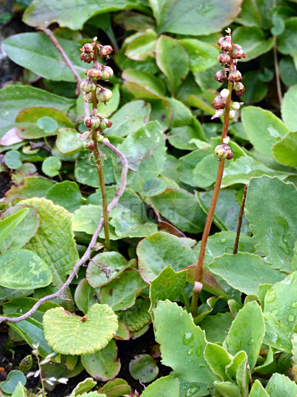 Foto von Pyrola minor (Kleines Wintergrün - Common Wintergreen). Das Foto wurde in Schynige Platte, Interlaken, Bern, Schweiz aufgenommen. ---- Photo of Pyrola minor (Kleines Wintergrün - Common Wintergreen). The picture was taken in Schynige Platte, Interlaken, Bern, Switzerland.(Pyrola minor,Kleines Wintergrün,Common Wintergreen,Pyrola minor,Kleines Wintergruen,Common Wintergreen,Snowline Wintergreen,Lesser Wintergreen,Small Wintergreen,Wintergreen,Pyrola,Wintergrün,Wintergreen,Ericaceae,Heidekrautgewächse,Heath family)