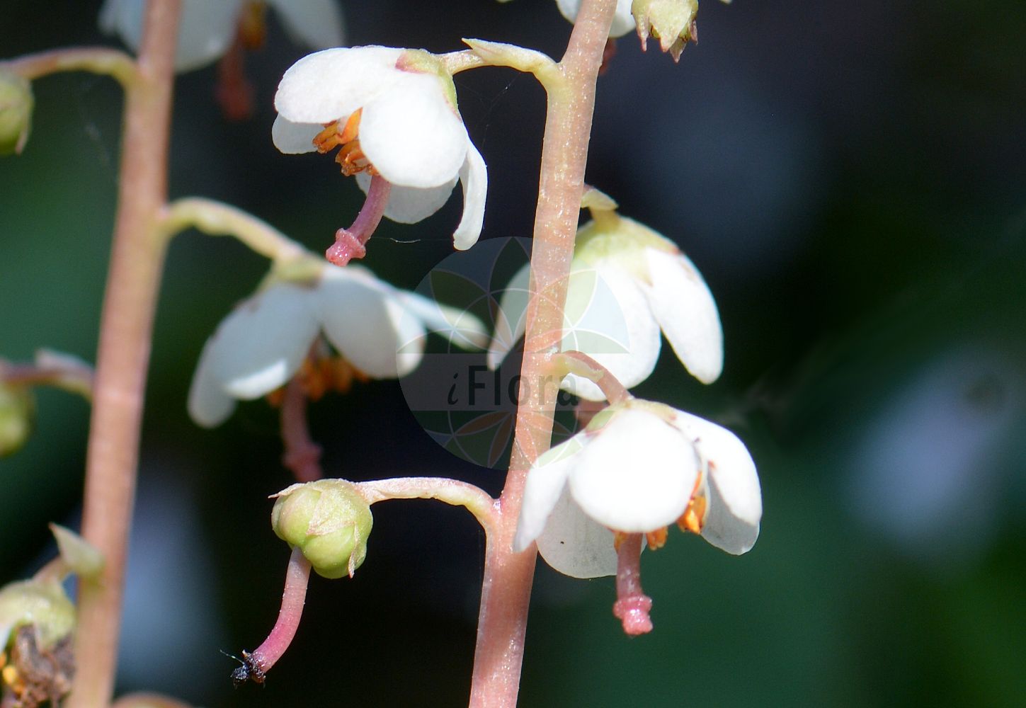 Foto von Pyrola rotundifolia (Rundblättriges Wintergrün - Round-leaved Wintergreen). Das Foto wurde in Göteborg, Schweden aufgenommen. ---- Photo of Pyrola rotundifolia (Rundblättriges Wintergrün - Round-leaved Wintergreen). The picture was taken in Gothenburg, Sweden.(Pyrola rotundifolia,Rundblättriges Wintergrün,Round-leaved Wintergreen,Pyrola rotundifolia,Rundblaettriges Wintergruen,Round-leaved Wintergreen,Pyrola,Wintergrün,Wintergreen,Ericaceae,Heidekrautgewächse,Heath family)