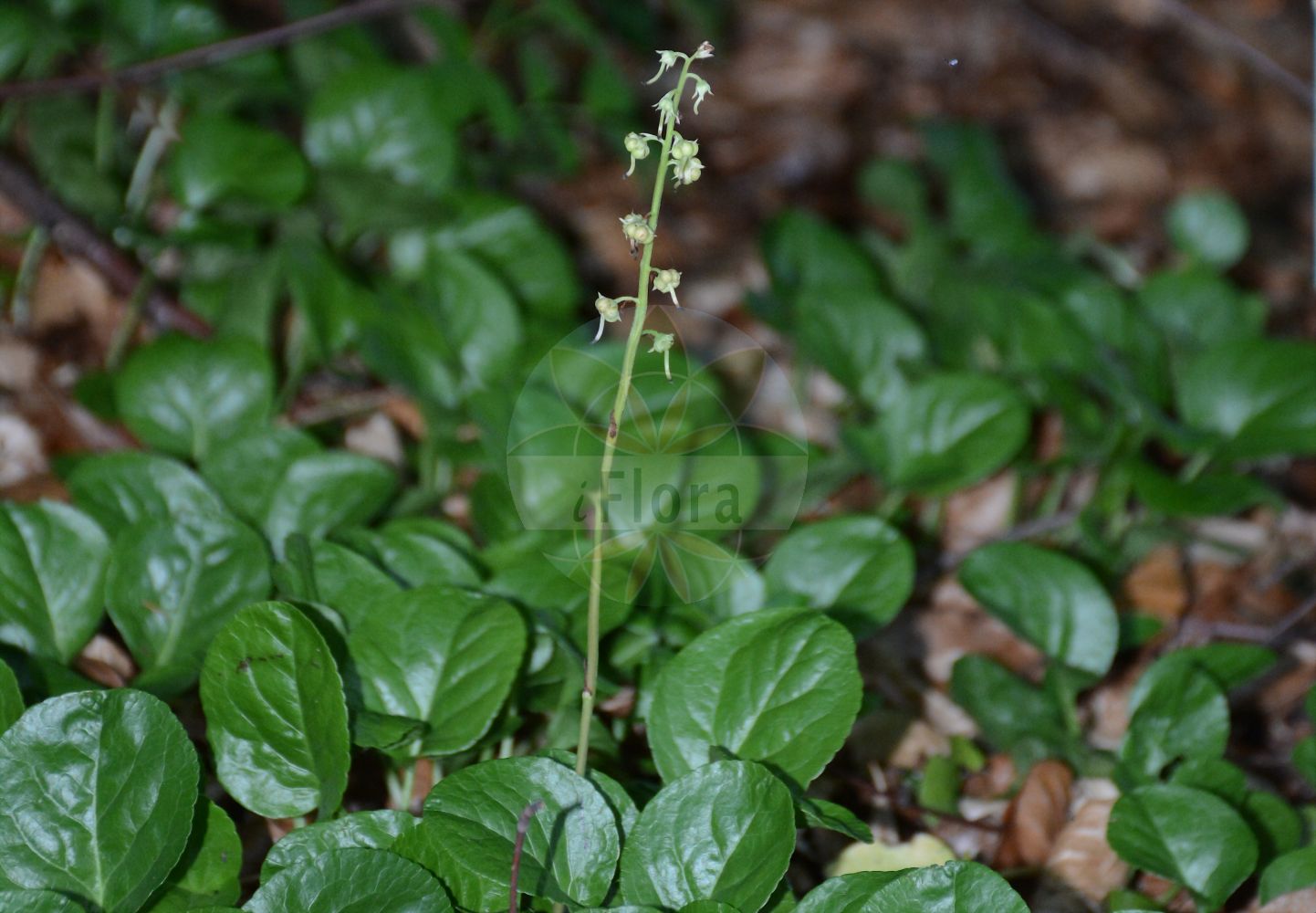 Foto von Pyrola rotundifolia (Rundblättriges Wintergrün - Round-leaved Wintergreen). Das Foto wurde in Bonn, Nordrhein-Westfalen, Deutschland aufgenommen. ---- Photo of Pyrola rotundifolia (Rundblättriges Wintergrün - Round-leaved Wintergreen). The picture was taken in Bonn, North Rhine-Westphalia, Germany.(Pyrola rotundifolia,Rundblättriges Wintergrün,Round-leaved Wintergreen,Pyrola rotundifolia,Rundblaettriges Wintergruen,Round-leaved Wintergreen,Pyrola,Wintergrün,Wintergreen,Ericaceae,Heidekrautgewächse,Heath family)