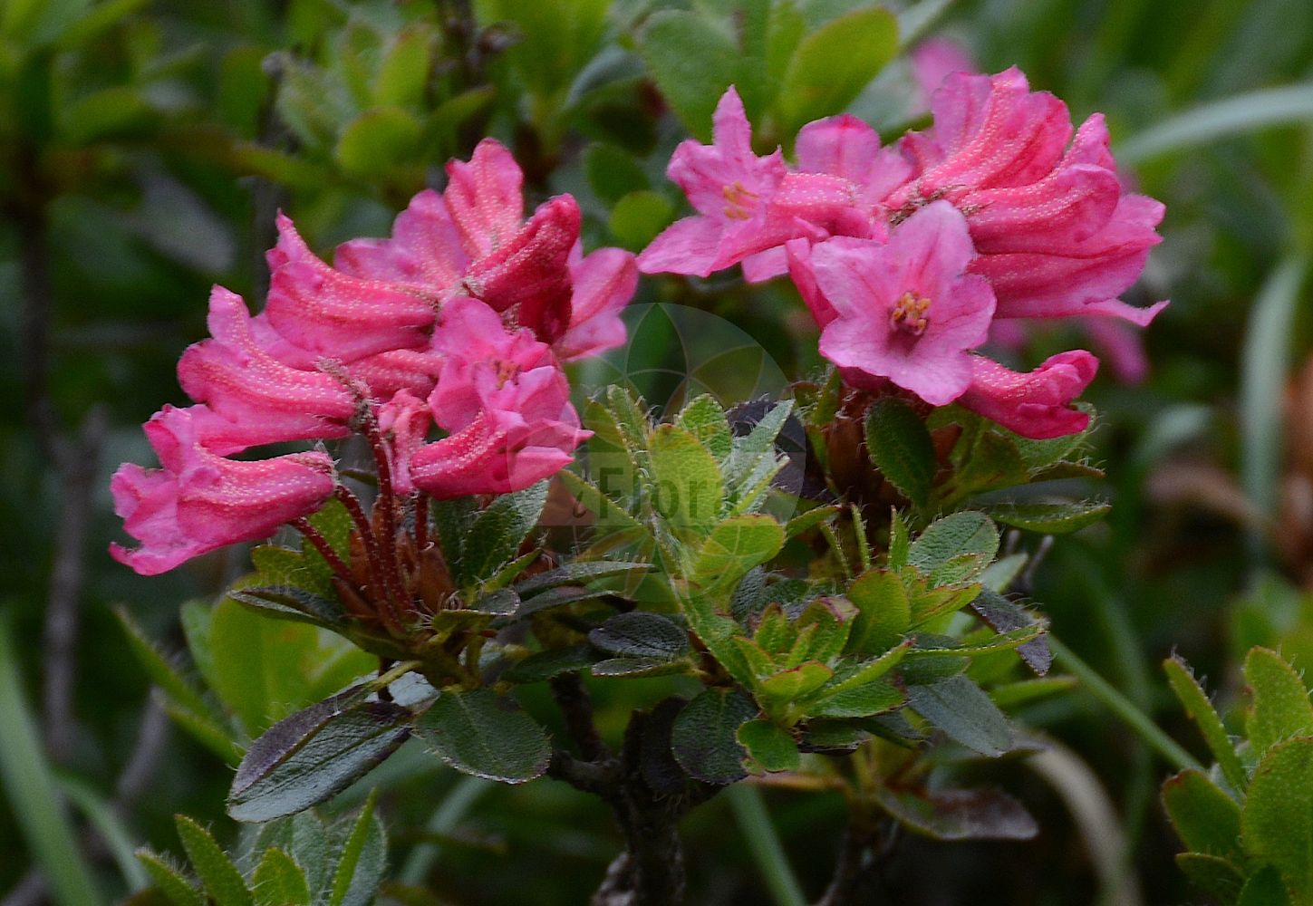 Foto von Rhododendron hirsutum (Bewimperte Alpenrose - Hairy Alpenrose). Das Foto wurde in Tux, Tirol, Österreich, Alpen, Zillertal aufgenommen. ---- Photo of Rhododendron hirsutum (Bewimperte Alpenrose - Hairy Alpenrose). The picture was taken in Tux, Tyrol, Austria, Alps, Zillertal.(Rhododendron hirsutum,Bewimperte Alpenrose,Hairy Alpenrose,Rhododendron hirsutum,Bewimperte Alpenrose,Raublaettrige Alpenrose,Hairy Alpenrose,Garland Rhododendron,Hairy Rhododendron,Rhododendron,Alpenrose,Ericaceae,Heidekrautgewächse,Heath family)