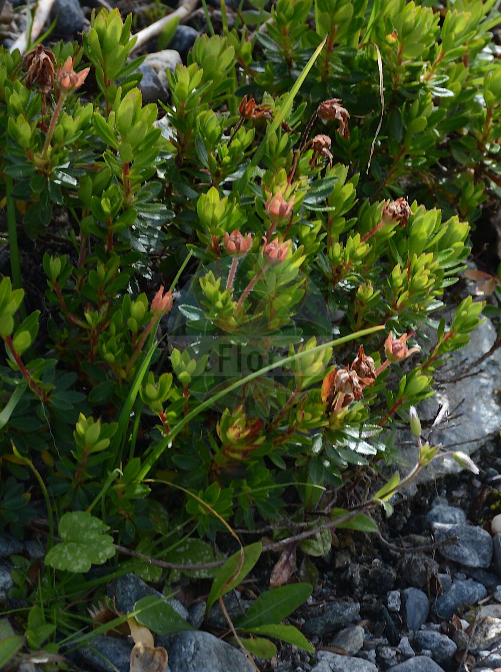 Foto von Rhodothamnus chamaecistus (Zwerg-Alpenrose - Dwarf Alpenrose). Das Foto wurde in Patscherkofel, Innsbruck, Tirol, Österreich aufgenommen. ---- Photo of Rhodothamnus chamaecistus (Zwerg-Alpenrose - Dwarf Alpenrose). The picture was taken in Patscherkofel, Innsbruck, Tyrol, Austria.(Rhodothamnus chamaecistus,Zwerg-Alpenrose,Dwarf Alpenrose,Rhododendron chamaecistus,Rhodothamnus chamaecistus,Zwerg-Alpenrose,Dwarf Alpenrose,Ground Cistus,Rhodothamnus,Zwerg-Alpenrose,Ground Cistus,Ericaceae,Heidekrautgewächse,Heath family)