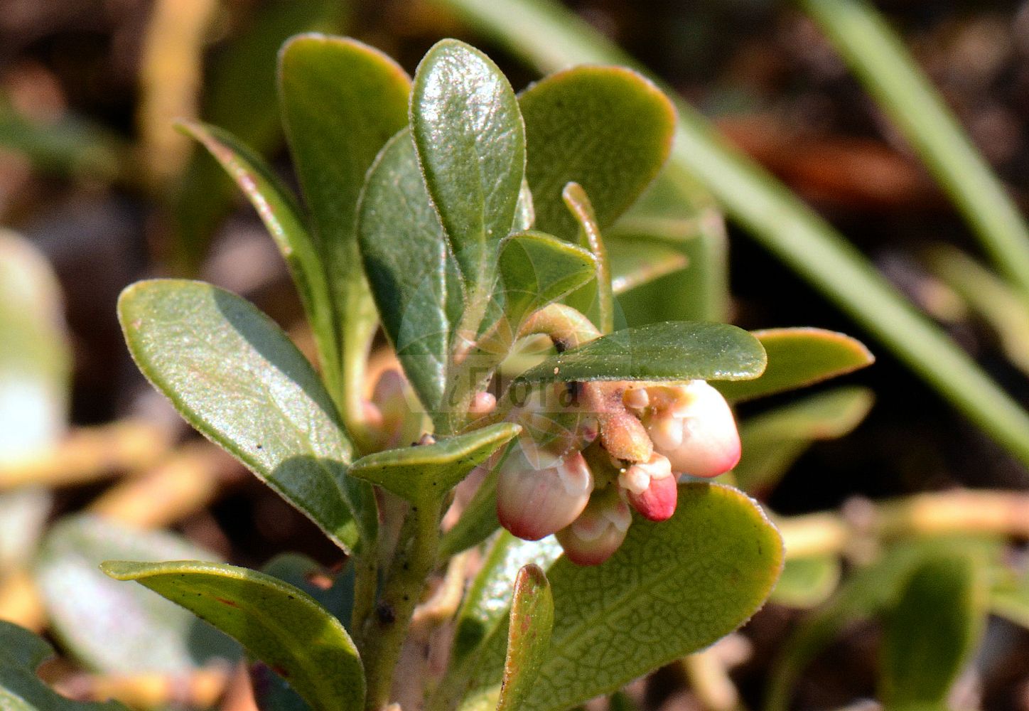 Foto von Arctostaphylos uva-ursi (Immergrüne Bärentraube - Bearberry). Das Foto wurde in Frankfurt, Hessen, Deutschland aufgenommen. ---- Photo of Arctostaphylos uva-ursi (Immergrüne Bärentraube - Bearberry). The picture was taken in Frankfurt, Hesse, Germany.(Arctostaphylos uva-ursi,Immergrüne Bärentraube,Bearberry,Arbutus uva-ursi,Arctostaphylos uva-ursi,Immergruene Baerentraube,Arznei-Baerentraube,Sandbeere,Wolfsbeere,Bearberry,Kinnikinnick,Bear's Grape,Common Bearberry,Creashak,Hog Cranberry,Kinnikinick,Mealberry,Mountain Box,Red Bearberry,Sandberry,Arctostaphylos,Bärentraube,Manzanita,Ericaceae,Heidekrautgewächse,Heath family)