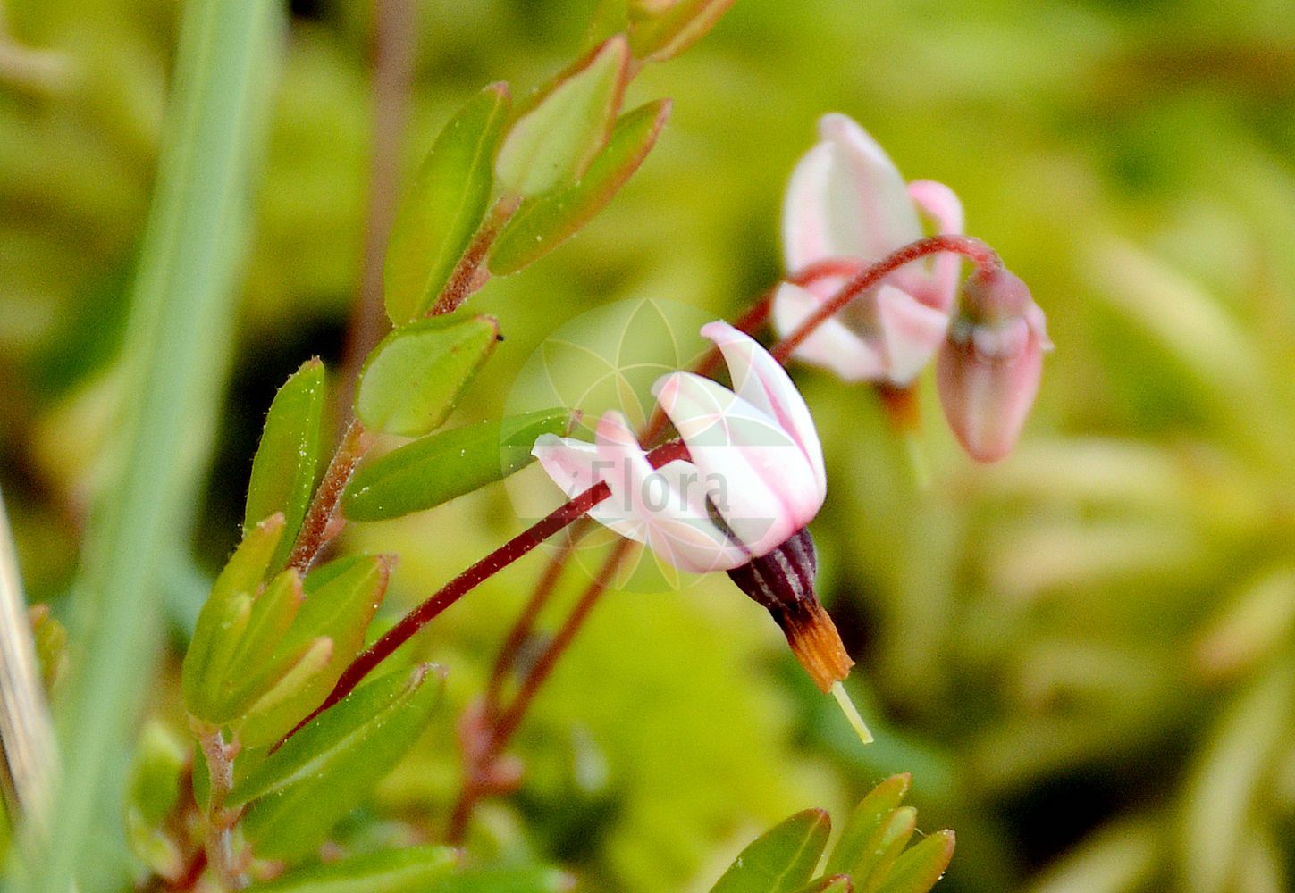 Foto von Vaccinium oxycoccos (Gewöhnliche Moosbeere - Cranberry). Das Foto wurde in Berlin, Deutschland aufgenommen. ---- Photo of Vaccinium oxycoccos (Gewöhnliche Moosbeere - Cranberry). The picture was taken in Berlin, Germany.(Vaccinium oxycoccos,Gewöhnliche Moosbeere,Cranberry,Oxycoccus palustris,Oxycoccus quadripetalus,Vaccinium oxycoccos,Gewoehnliche Moosbeere,Cranberry,European Cranberry,Mossberry,Small Cranberry,Vaccinium,Heidelbeere,Blueberry,Ericaceae,Heidekrautgewächse,Heath family)