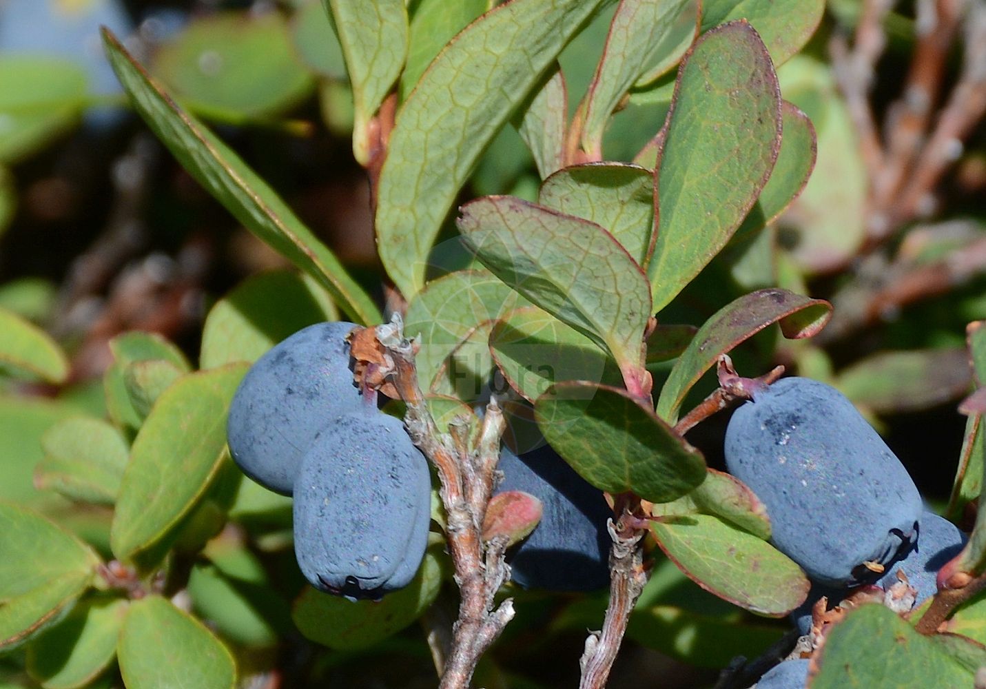 Foto von Vaccinium uliginosum (Rauschbeere - Bog Bilberry). Das Foto wurde in Patscherkofel, Innsbruck, Tirol, Österreich aufgenommen. ---- Photo of Vaccinium uliginosum (Rauschbeere - Bog Bilberry). The picture was taken in Patscherkofel, Innsbruck, Tyrol, Austria.(Vaccinium uliginosum,Rauschbeere,Bog Bilberry,Vaccinium gaultherioides,Vaccinium uliginosum,Vaccinium uliginosum var. microphyllum,Rauschbeere,Gaultheria-aehnliche Rauschbeere,Gebirgs-Moorbeere,Moorbeere,Moor-Heidelbeere,Sumpf-Heidelbeere,Trunkelbeere,Bog Bilberry,Alpine Blueberry,Bog Blueberry,Bog Whortleberry,Northern Bilberry,Vaccinium,Heidelbeere,Blueberry,Ericaceae,Heidekrautgewächse,Heath family)