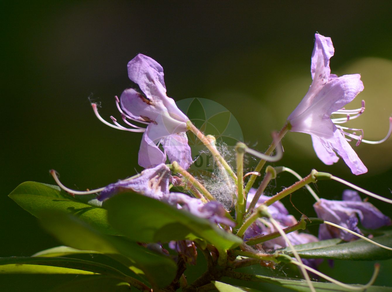 Foto von Rhododendron ponticum (Rhododendron). Das Foto wurde in Leipzig, Sachsen, Deutschland aufgenommen. ---- Photo of Rhododendron ponticum (Rhododendron). The picture was taken in Leipzig, Sachsen, Germany.(Rhododendron ponticum,Rhododendron,Rhododendron ponticum,Rhododendron,Alpenrose,Ericaceae,Heidekrautgewächse,Heath family)