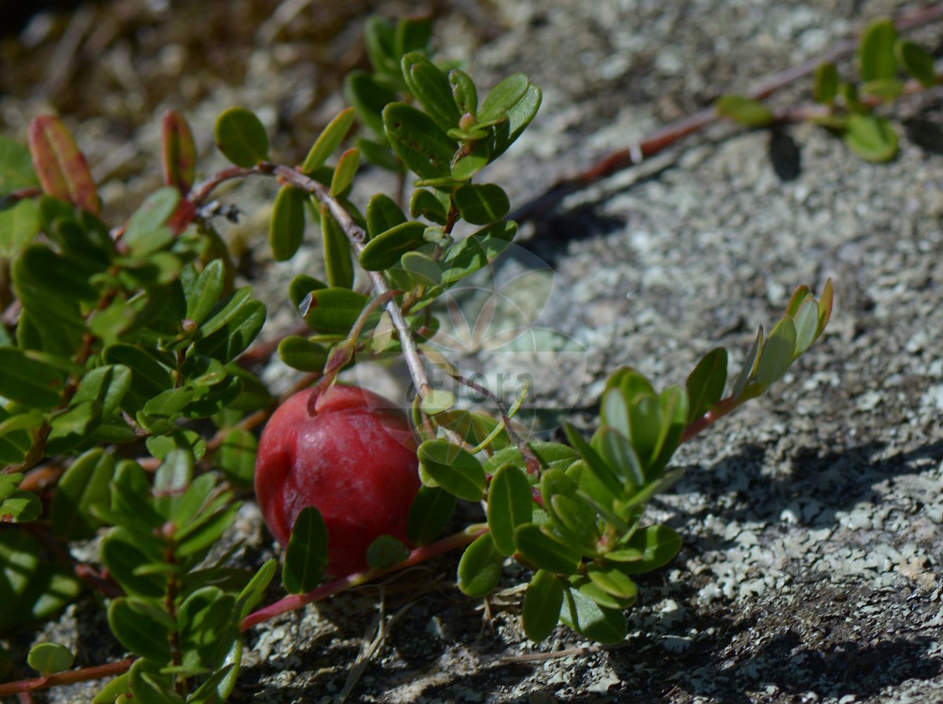 Foto von Vaccinium macrocarpon (Großfrüchtige Moosbeere - American Cranberry). Das Foto wurde in Nancy, Grand Est, Frankreich aufgenommen. ---- Photo of Vaccinium macrocarpon (Großfrüchtige Moosbeere - American Cranberry). The picture was taken in Nancy, Grand Est, France.(Vaccinium macrocarpon,Großfrüchtige Moosbeere,American Cranberry,Oxycoccus macrocarpus,Vaccinium macrocarpon,Grossfruechtige Moosbeere,American Cranberry,Cranberry,Large Cranberry,Large-fruited Cranberry,Vaccinium,Heidelbeere,Blueberry,Ericaceae,Heidekrautgewächse,Heath family)