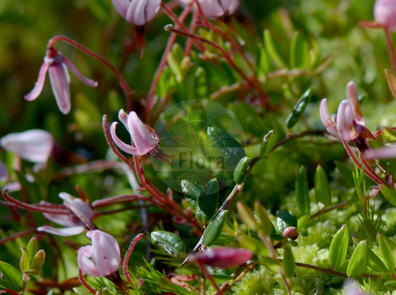 Foto von Vaccinium microcarpum (Small Cranberry). Das Foto wurde in Göteborg, Schweden aufgenommen. ---- Photo of Vaccinium microcarpum (Small Cranberry). The picture was taken in Gothenburg, Sweden.(Vaccinium microcarpum,Small Cranberry,Oxycoccus microcarpus,Vaccinium microcarpum,Vaccinium oxycoccos subsp. microcarpon,Vaccinium,Heidelbeere,Blueberry,Ericaceae,Heidekrautgewächse,Heath family)