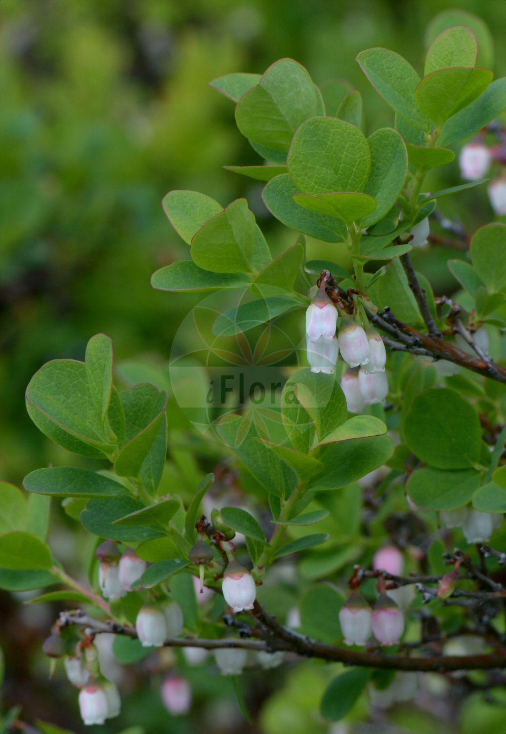 Foto von Vaccinium gaultherioides (Gebirgs-Moorbeere). Das Foto wurde in München, Bayern, Deutschland aufgenommen. ---- Photo of Vaccinium gaultherioides (Gebirgs-Moorbeere). The picture was taken in Munich, Bavaria, Germany.(Vaccinium gaultherioides,Gebirgs-Moorbeere,Vaccinium gaultherioides,Gebirgs-Moorbeere,Vaccinium,Heidelbeere,Blueberry,Ericaceae,Heidekrautgewächse,Heath family)