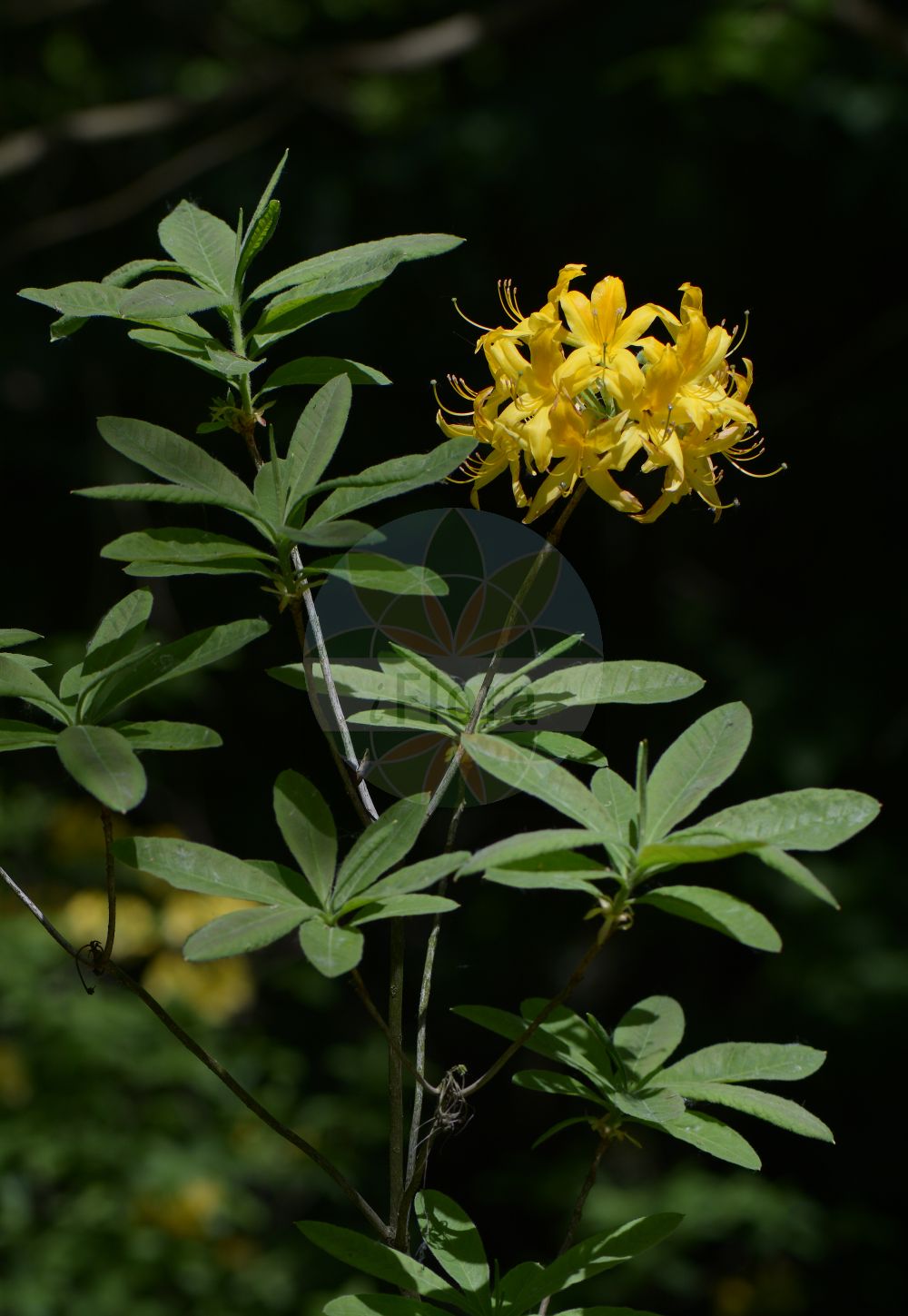 Foto von Rhododendron luteum (Yellow Azalea). Das Foto wurde in Bochum, Nordrhein-Westfalen, Deutschland aufgenommen. ---- Photo of Rhododendron luteum (Yellow Azalea). The picture was taken in Bochum, North Rhine-Westphalia, Germany.(Rhododendron luteum,Yellow Azalea,Azalea pontica,Rhododendron flavum,Rhododendron luteum,Rhododendron,Alpenrose,Ericaceae,Heidekrautgewächse,Heath family)
