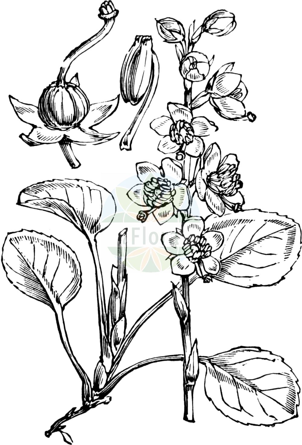 Historische Abbildung von Pyrola rotundifolia agg. (Rundblättriges Wintergrün - Round-leaved Wintergreen). Das Bild zeigt Blatt, Bluete, Frucht und Same. ---- Historical Drawing of Pyrola rotundifolia agg. (Rundblättriges Wintergrün - Round-leaved Wintergreen). The image is showing leaf, flower, fruit and seed.(Pyrola rotundifolia agg.,Rundblättriges Wintergrün,Round-leaved Wintergreen,Rundblaettriges Wintergruen,Duenen-Wintergruen,Round-leaved Wintergreen,Larger Wintergreen,Shinleaf,Pyrola,Wintergrün,Wintergreen,Ericaceae,Heidekrautgewächse,Heath family,Blatt,Bluete,Frucht,Same,leaf,flower,fruit,seed,Fitch et al. (1880))