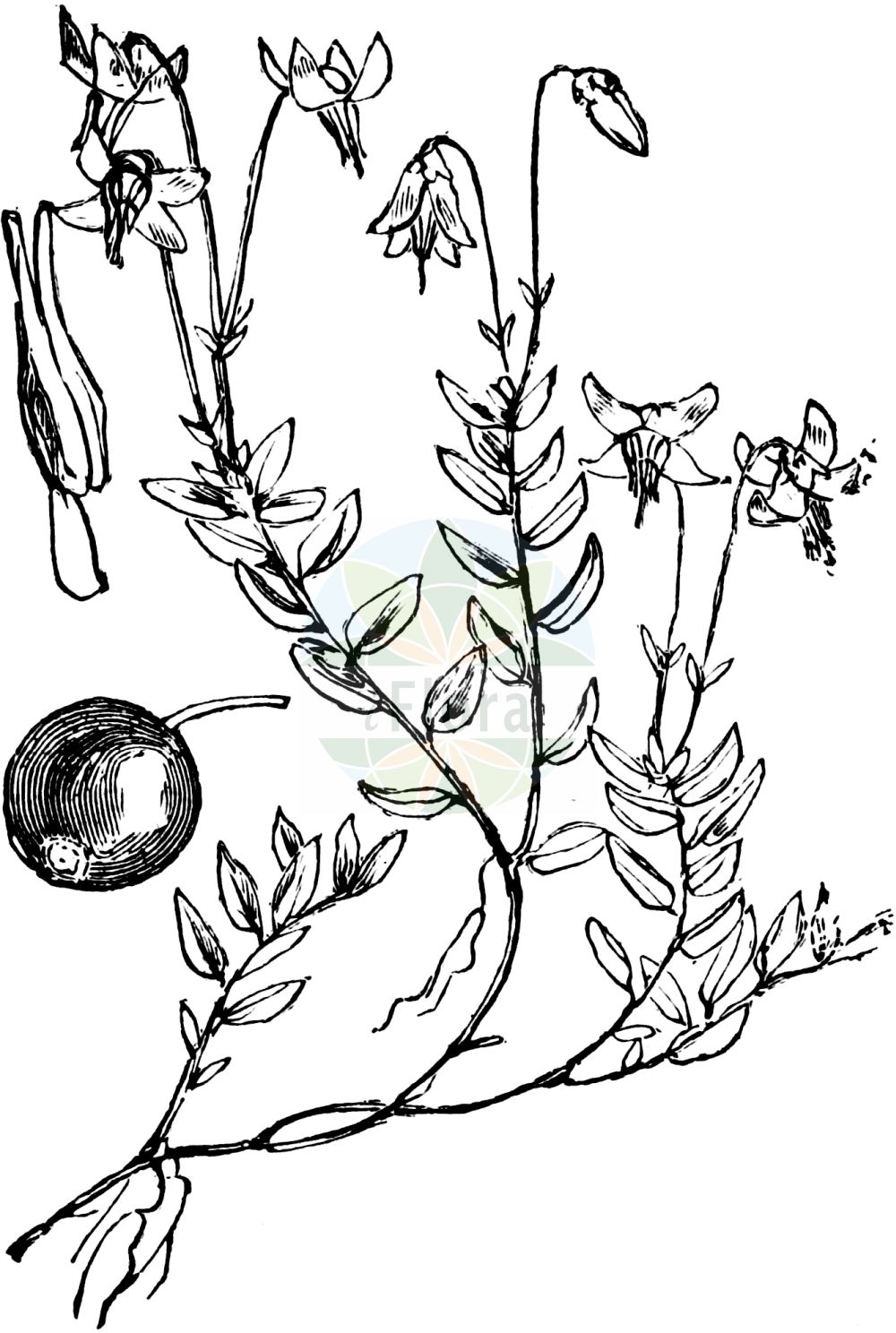 Historische Abbildung von Vaccinium oxycoccos (Gewöhnliche Moosbeere - Cranberry). Das Bild zeigt Blatt, Bluete, Frucht und Same. ---- Historical Drawing of Vaccinium oxycoccos (Gewöhnliche Moosbeere - Cranberry). The image is showing leaf, flower, fruit and seed.(Vaccinium oxycoccos,Gewöhnliche Moosbeere,Cranberry,Oxycoccus palustris,Oxycoccus quadripetalus,Vaccinium oxycoccos,Gewoehnliche Moosbeere,Cranberry,European Cranberry,Mossberry,Small Cranberry,Vaccinium,Heidelbeere,Blueberry,Ericaceae,Heidekrautgewächse,Heath family,Blatt,Bluete,Frucht,Same,leaf,flower,fruit,seed,Fitch et al. (1880))