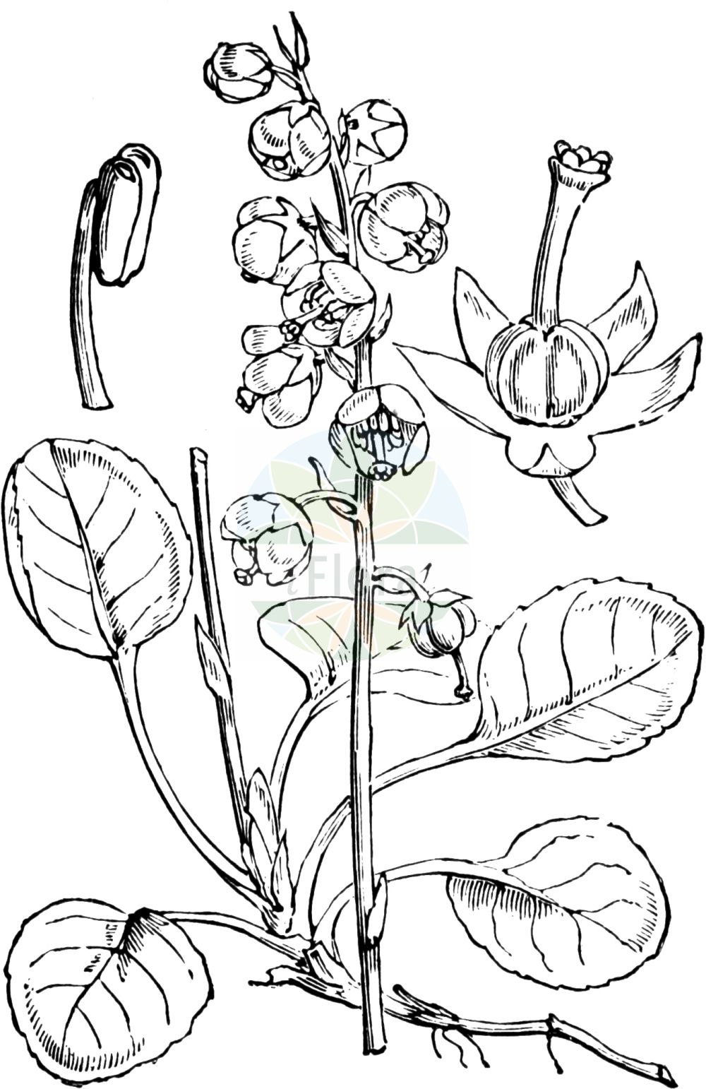 Historische Abbildung von Pyrola media (Mittleres Wintergrün - Intermediate Wintergreen). Das Bild zeigt Blatt, Bluete, Frucht und Same. ---- Historical Drawing of Pyrola media (Mittleres Wintergrün - Intermediate Wintergreen). The image is showing leaf, flower, fruit and seed.(Pyrola media,Mittleres Wintergrün,Intermediate Wintergreen,Pyrola intermedia,Pyrola media,Mittleres Wintergruen,Intermediate Wintergreen,Pyrola,Wintergrün,Wintergreen,Ericaceae,Heidekrautgewächse,Heath family,Blatt,Bluete,Frucht,Same,leaf,flower,fruit,seed,Fitch et al. (1880))