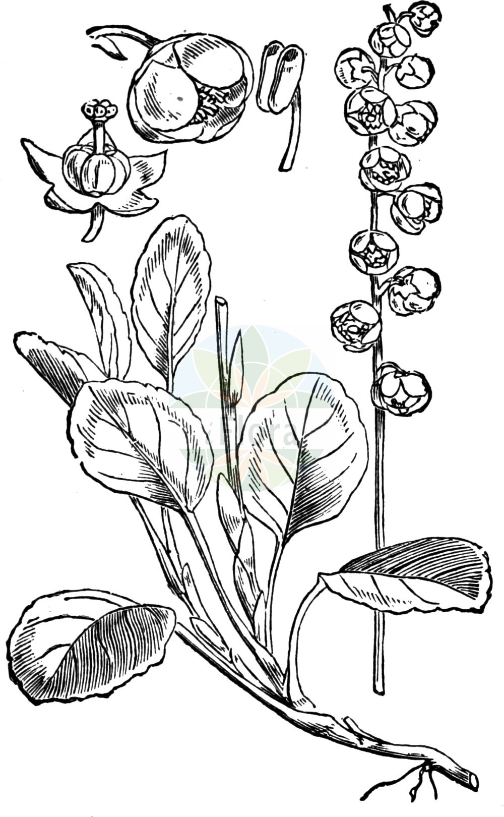 Historische Abbildung von Pyrola minor (Kleines Wintergrün - Common Wintergreen). Das Bild zeigt Blatt, Bluete, Frucht und Same. ---- Historical Drawing of Pyrola minor (Kleines Wintergrün - Common Wintergreen). The image is showing leaf, flower, fruit and seed.(Pyrola minor,Kleines Wintergrün,Common Wintergreen,Pyrola minor,Kleines Wintergruen,Common Wintergreen,Snowline Wintergreen,Lesser Wintergreen,Small Wintergreen,Wintergreen,Pyrola,Wintergrün,Wintergreen,Ericaceae,Heidekrautgewächse,Heath family,Blatt,Bluete,Frucht,Same,leaf,flower,fruit,seed,Fitch et al. (1880))
