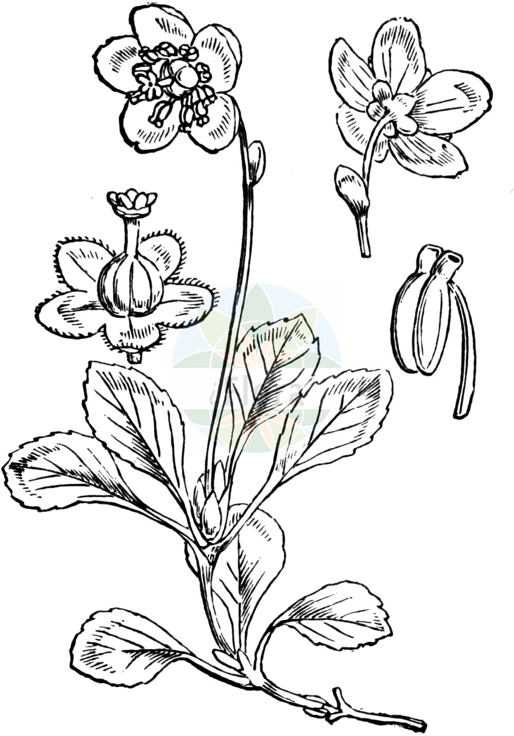 Historische Abbildung von Moneses uniflora (Einblütiges Wintergrün - One-flowered Wintergreen). Das Bild zeigt Blatt, Bluete, Frucht und Same. ---- Historical Drawing of Moneses uniflora (Einblütiges Wintergrün - One-flowered Wintergreen). The image is showing leaf, flower, fruit and seed.(Moneses uniflora,Einblütiges Wintergrün,One-flowered Wintergreen,Moneses grandiflora,Moneses uniflora,Pyrola uniflora,Einbluetiges Wintergruen,Moosauge,One-flowered Wintergreen,Single Delight,Moneses,Wintergrün,Single Delight,Ericaceae,Heidekrautgewächse,Heath family,Blatt,Bluete,Frucht,Same,leaf,flower,fruit,seed,Fitch et al. (1880))