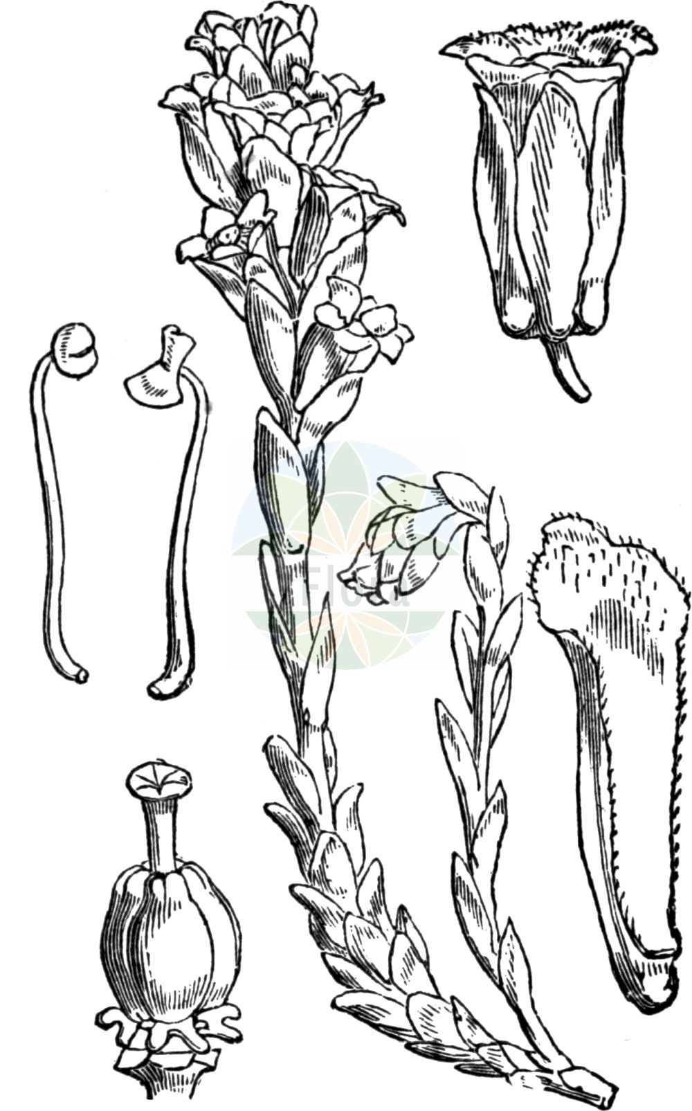 Historische Abbildung von Hypopitys monotropa (Echter Fichtenspargel - Yellow Bird's-nest). Das Bild zeigt Blatt, Bluete, Frucht und Same. ---- Historical Drawing of Hypopitys monotropa (Echter Fichtenspargel - Yellow Bird's-nest). The image is showing leaf, flower, fruit and seed.(Hypopitys monotropa,Echter Fichtenspargel,Yellow Bird's-nest,Hypopitys monotropa,Hypopitys multiflora,Monotropa hirsuta,Monotropa hypopitys,Monotropa hypopitys var. hirsuta,Echter Fichtenspargel,Yellow Bird's-nest,Hypopitys,Fichtenspargel,Bird's-nest,Ericaceae,Heidekrautgewächse,Heath family,Blatt,Bluete,Frucht,Same,leaf,flower,fruit,seed,Fitch et al. (1880))