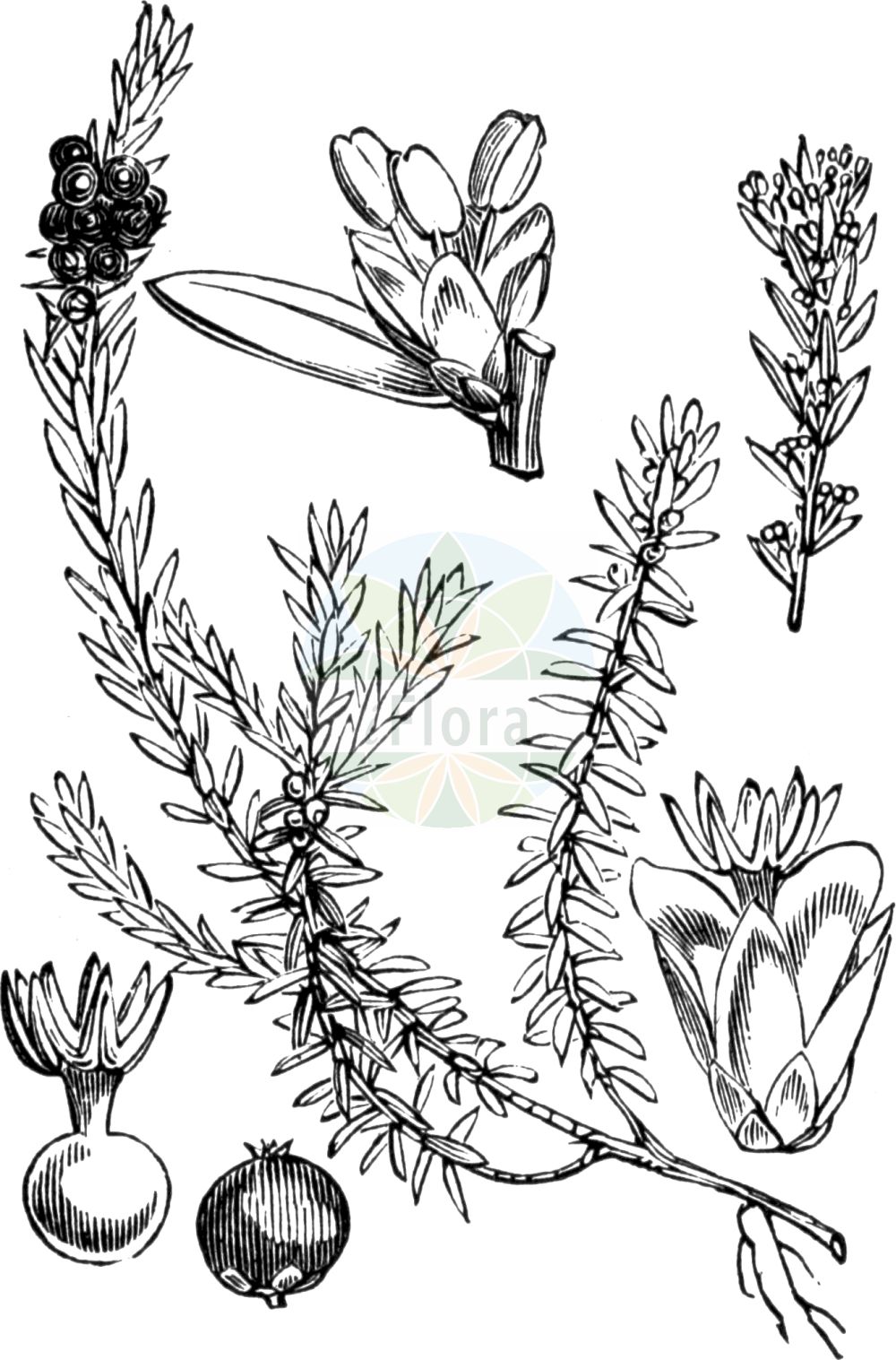 Historische Abbildung von Empetrum nigrum agg. (Gewöhnliche Krähenbeere - Black Crowberry). Das Bild zeigt Blatt, Bluete, Frucht und Same. ---- Historical Drawing of Empetrum nigrum agg. (Gewöhnliche Krähenbeere - Black Crowberry). The image is showing leaf, flower, fruit and seed.(Empetrum nigrum agg.,Gewöhnliche Krähenbeere,Black Crowberry,Gewoehnliche Kraehenbeere,Kraehenbeere,Black Crowberry,Crakeberry,Crowberry,Empetrum,Krähenbeere,Crowberry,Ericaceae,Heidekrautgewächse,Heath family,Blatt,Bluete,Frucht,Same,leaf,flower,fruit,seed,Fitch et al. (1880))