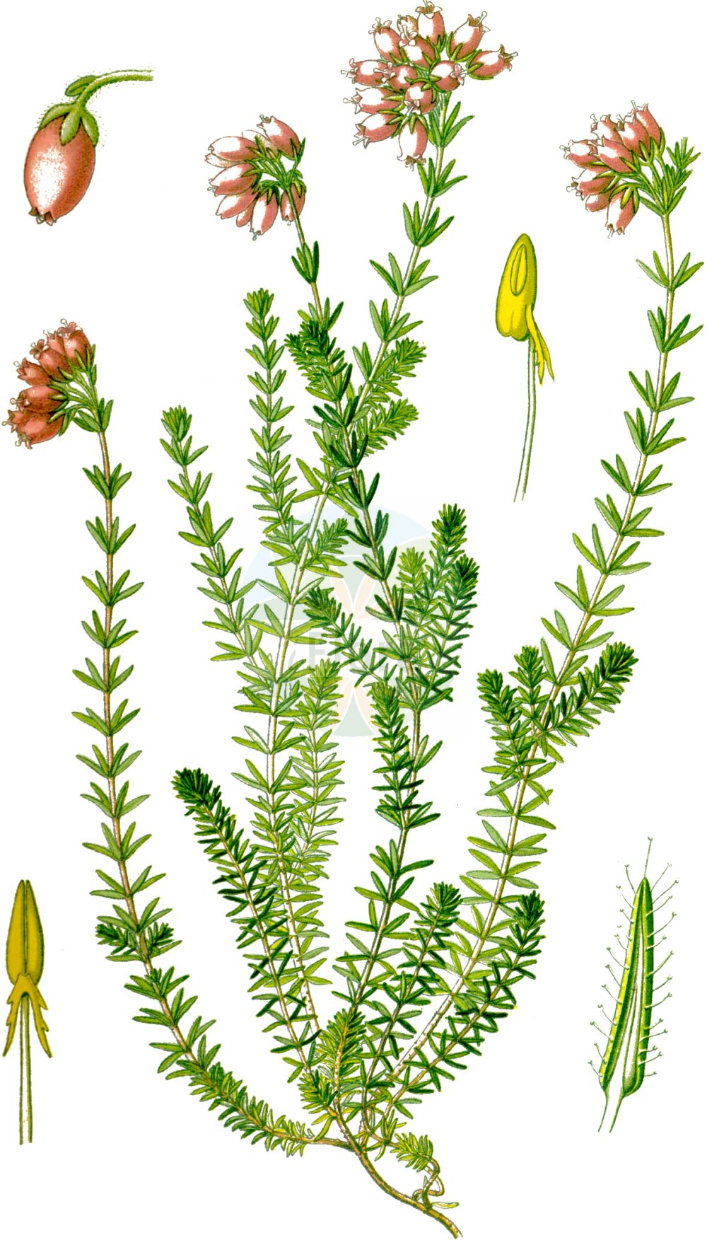 Historische Abbildung von Erica tetralix (Glocken-Heide - Cross-leaved Heath). Das Bild zeigt Blatt, Bluete, Frucht und Same. ---- Historical Drawing of Erica tetralix (Glocken-Heide - Cross-leaved Heath). The image is showing leaf, flower, fruit and seed.(Erica tetralix,Glocken-Heide,Cross-leaved Heath,Erica tetralix,Glocken-Heide,Moor-Glockenheide,Cross-leaved Heath,Bog Heather,Crossleaf Heath,Erica,Heide,Heath,Ericaceae,Heidekrautgewächse,Heath family,Blatt,Bluete,Frucht,Same,leaf,flower,fruit,seed,Thomé (1885))