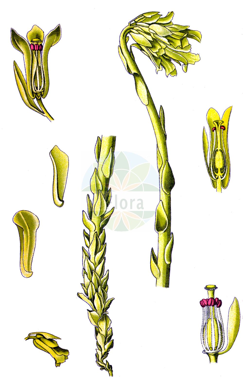 Historische Abbildung von Hypopitys monotropa agg. (Fichtenspargel - Yellow Bird's-nest). Das Bild zeigt Blatt, Bluete, Frucht und Same. ---- Historical Drawing of Hypopitys monotropa agg. (Fichtenspargel - Yellow Bird's-nest). The image is showing leaf, flower, fruit and seed.(Hypopitys monotropa agg.,Fichtenspargel,Yellow Bird's-nest,Fichtenspargel,Fichtenspargel,Yellow Bird's-nest,Dutchman's Pipe,Pinesap,Mycoheterotroph,Hypopitys,Fichtenspargel,Bird's-nest,Ericaceae,Heidekrautgewächse,Heath family,Blatt,Bluete,Frucht,Same,leaf,flower,fruit,seed,Thomé (1885))