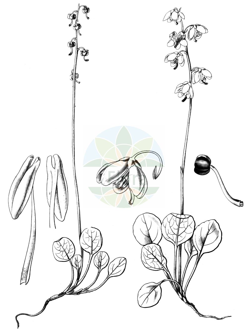 Historische Abbildung von Pyrola chlorantha (Grünliches Wintergrün - Green-flowered Wintergreen). Das Bild zeigt Blatt, Bluete, Frucht und Same. ---- Historical Drawing of Pyrola chlorantha (Grünliches Wintergrün - Green-flowered Wintergreen). The image is showing leaf, flower, fruit and seed.(Pyrola chlorantha,Grünliches Wintergrün,Green-flowered Wintergreen,Pyrola chlorantha,Pyrola virens,Gruenliches Wintergruen,Green-flowered Wintergreen,Pale-green Wintergreen,Pyrola,Wintergrün,Wintergreen,Ericaceae,Heidekrautgewächse,Heath family,Blatt,Bluete,Frucht,Same,leaf,flower,fruit,seed)