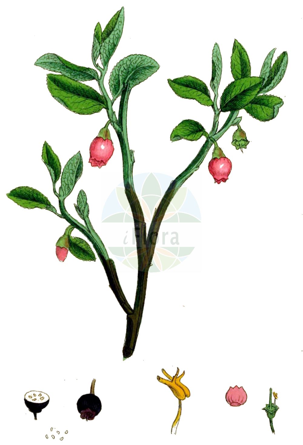 Historische Abbildung von Vaccinium myrtillus (Blaubeere - Bilberry). Das Bild zeigt Blatt, Bluete, Frucht und Same. ---- Historical Drawing of Vaccinium myrtillus (Blaubeere - Bilberry). The image is showing leaf, flower, fruit and seed.(Vaccinium myrtillus,Blaubeere,Bilberry,Vaccinium myrtillus,Blaubeere,Bickbeere,Heidelbeere,Bilberry,Blackberry,Blaeberry,Blueberry,Cummon Bilberry,Whortleberry,Vaccinium,Heidelbeere,Blueberry,Ericaceae,Heidekrautgewächse,Heath family,Blatt,Bluete,Frucht,Same,leaf,flower,fruit,seed,Sowerby (1790-1813))